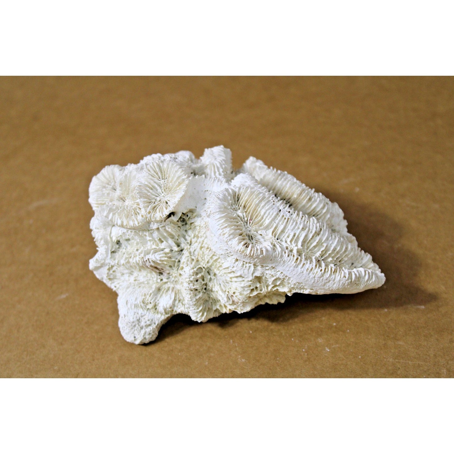 Natural Fossilized Rose Coral Specimen, 10 oz, 6" x 4.5" x 3"