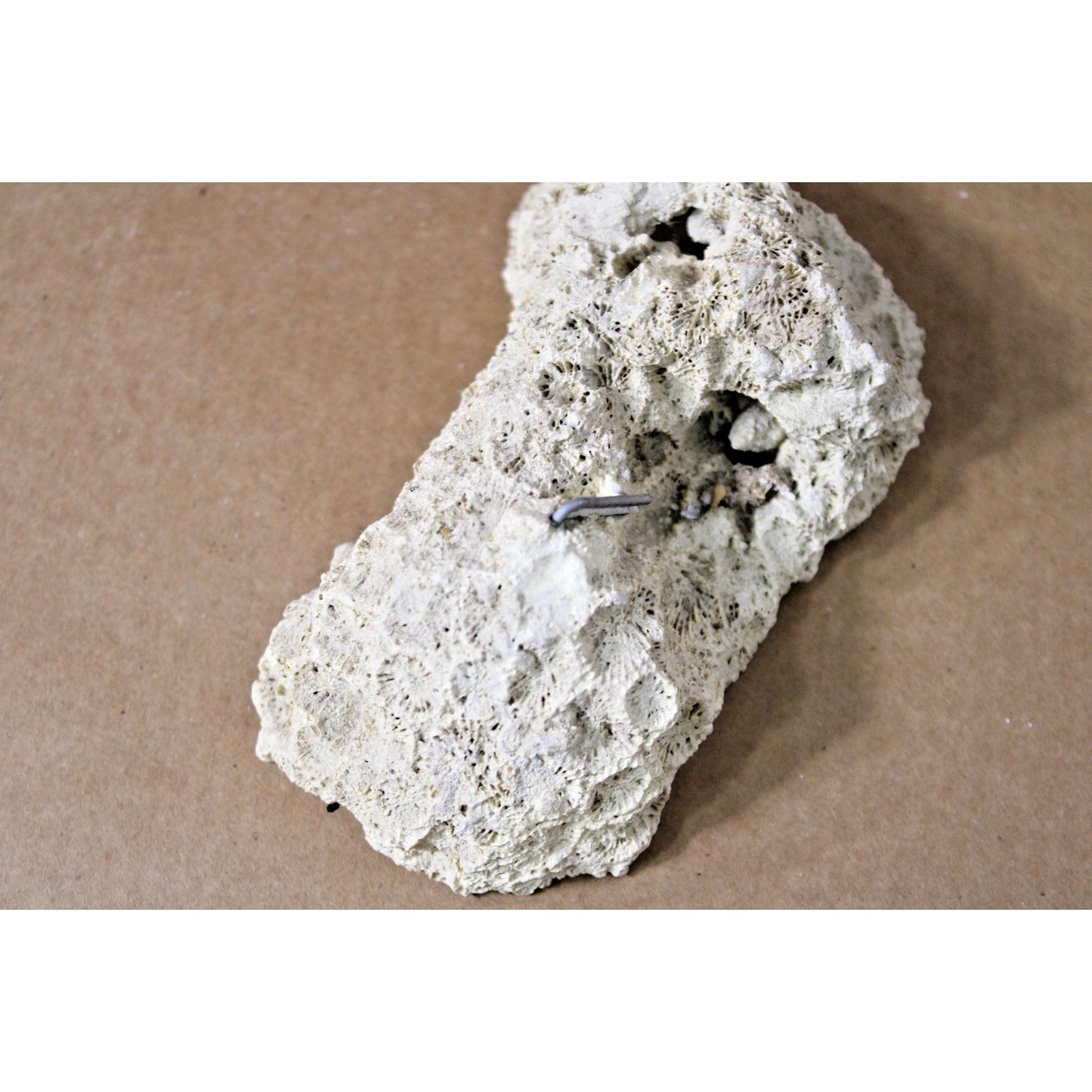 Fossilized Natural Coral Specimen with Captured Shell, 7.5 oz, 6" x 3" x 2"