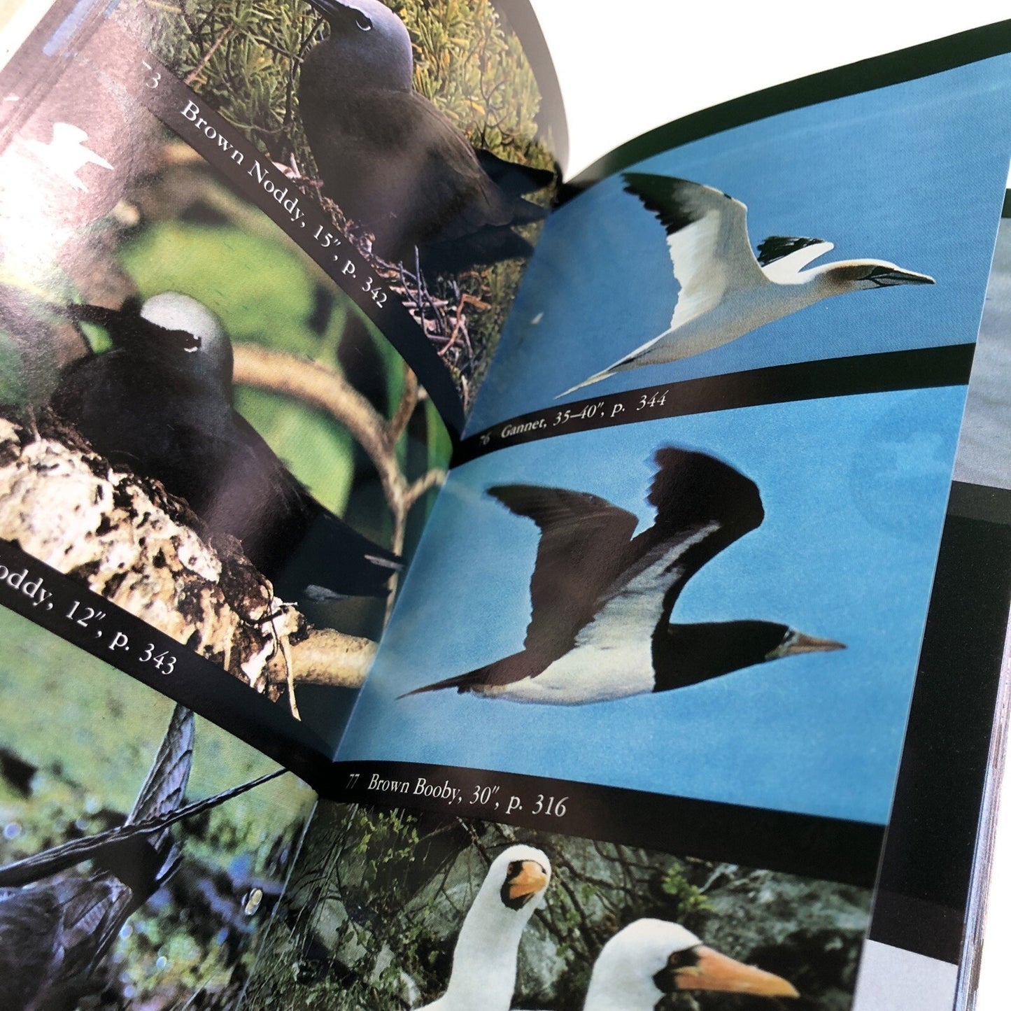 Audubon Society Field Guide to North American Birds Eastern Region 1977