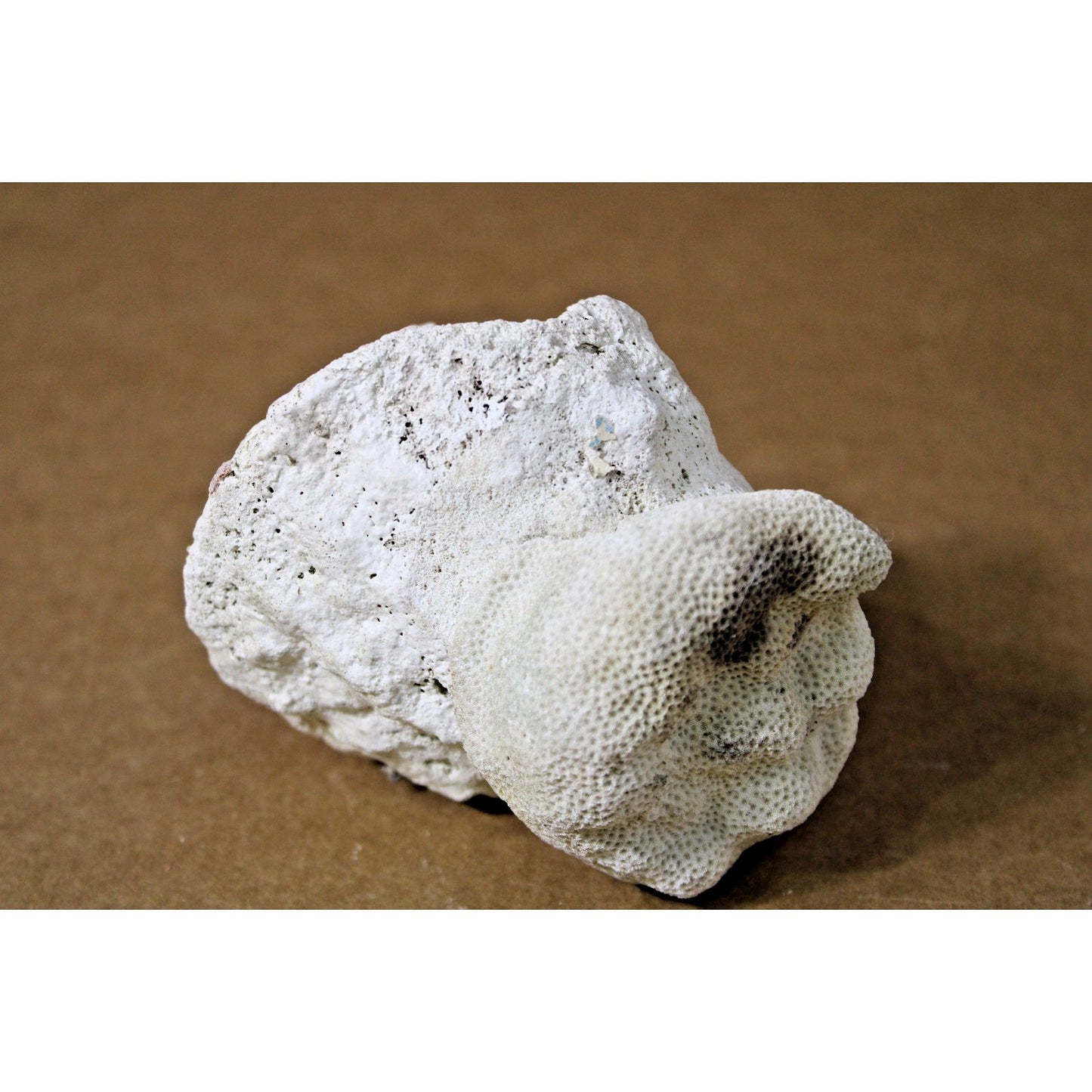 Fossilied Coral/ Shell Specimem, Layered Calcifications, 10 oz, 4" x 3.5" x 3.5"