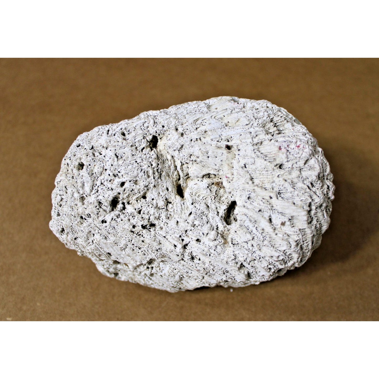 Fossilized Natural Brain Coral Specimen, 5.5" x 4: x 3.75", 2 lb. 3.4 oz.