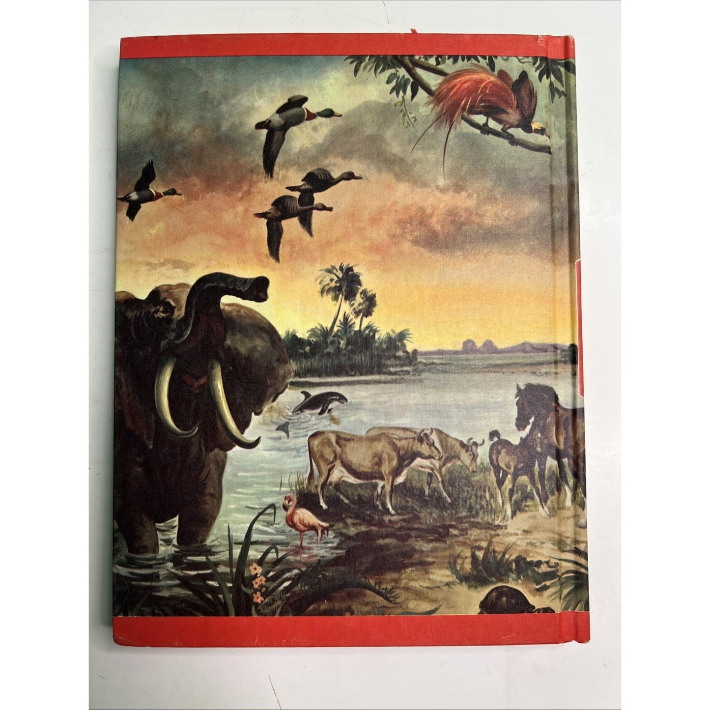 Wonders of Nature A Child's Introduction - Parents Magazine 1974 HC Illustrated