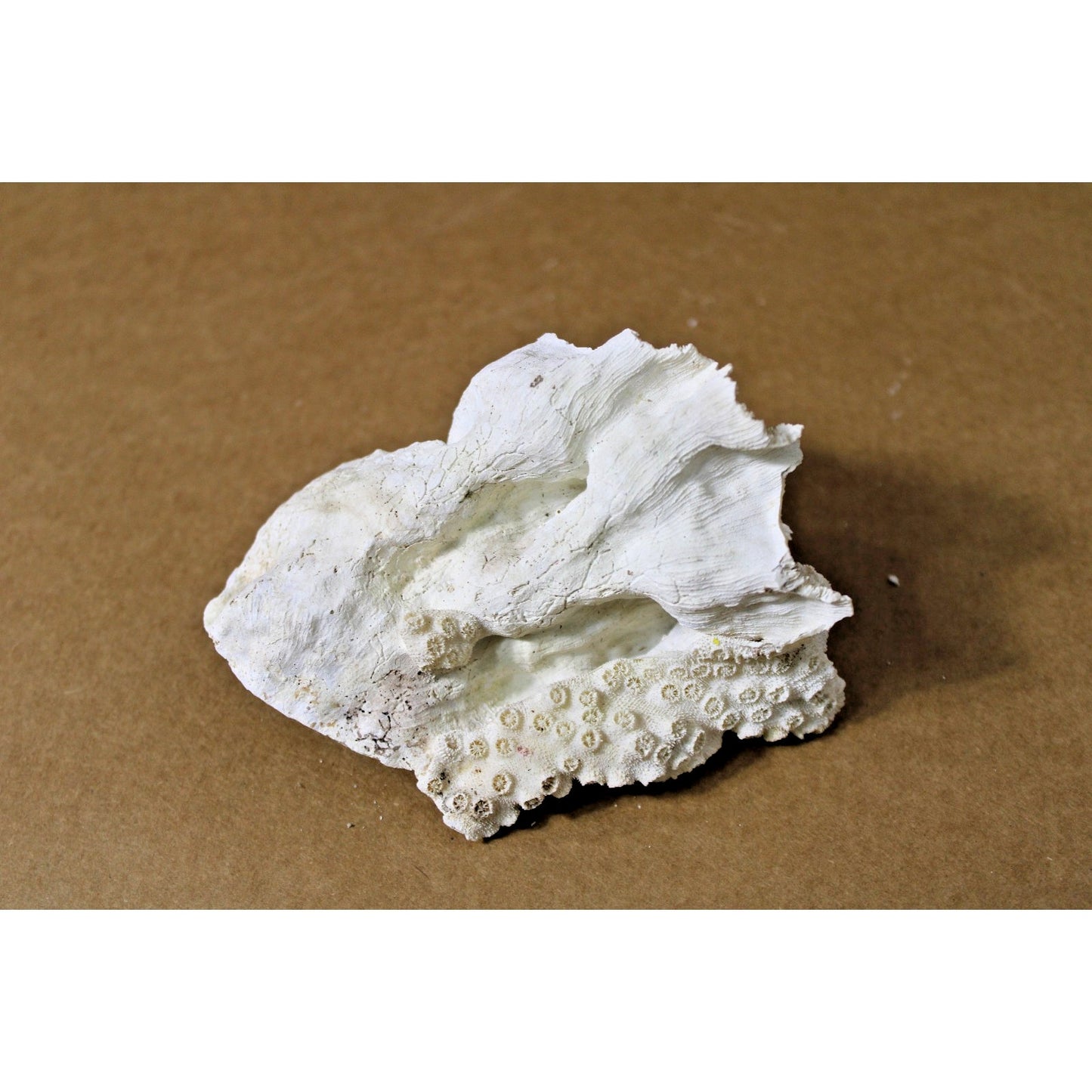 Cabbage Coral Specimen, 4.5" x 3.5" x 2" H, Coastal Decor, Scientific Study