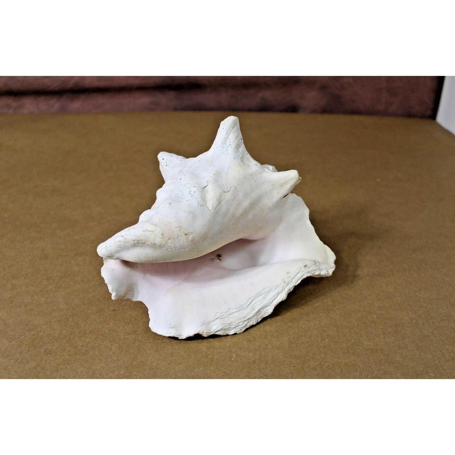 Large Natural 7" x 6" x 6" Conch Shell, Coastal Decor, Fossil Specimen, Coral