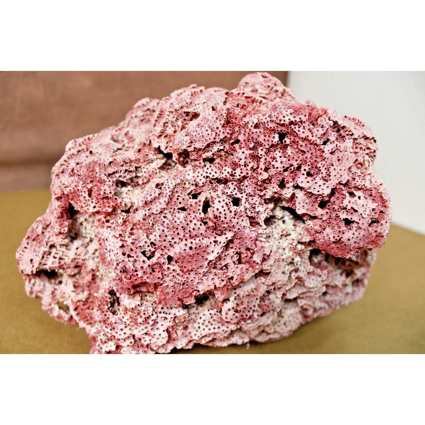 Large 9.5" x 7" x 6" Natural Red Pipe Organ Coral Specimen, 3lb 13oz