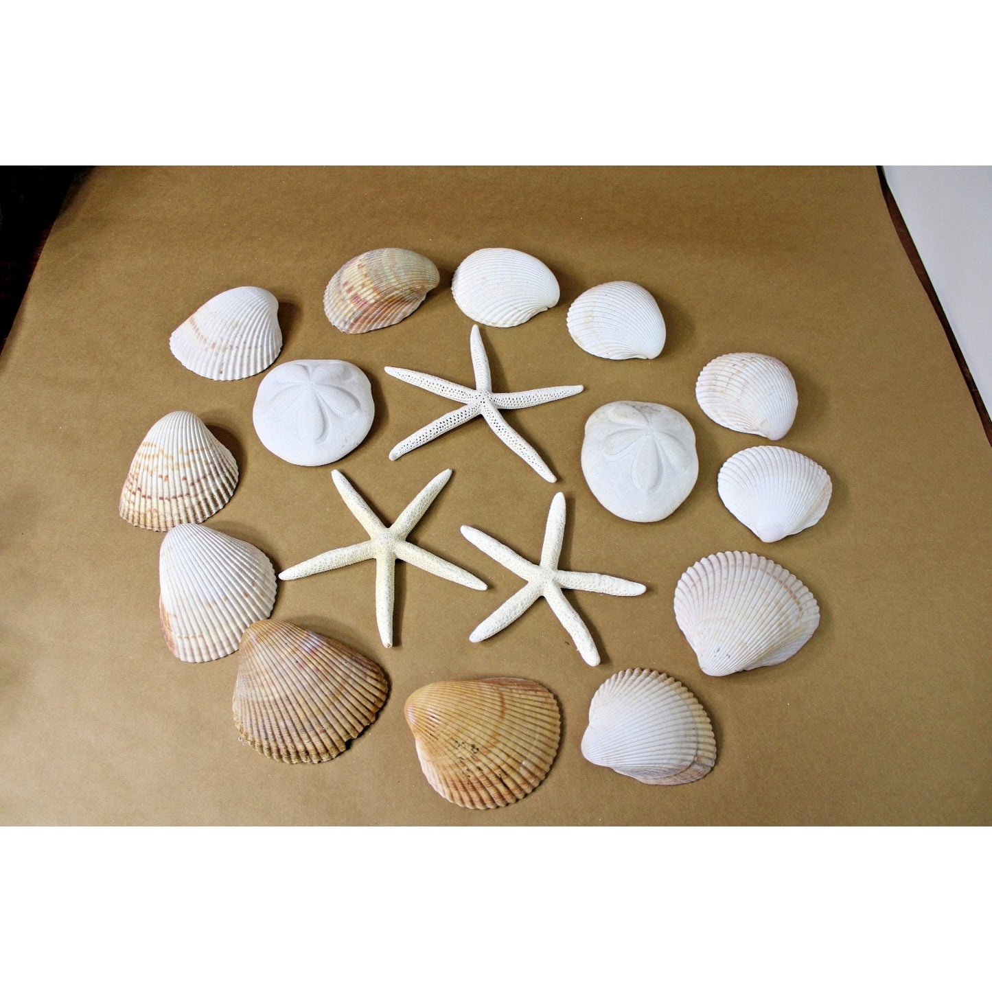 Lot of Sea Shells Starfish Large Size Nautical Coastal Decor Includes Hangers