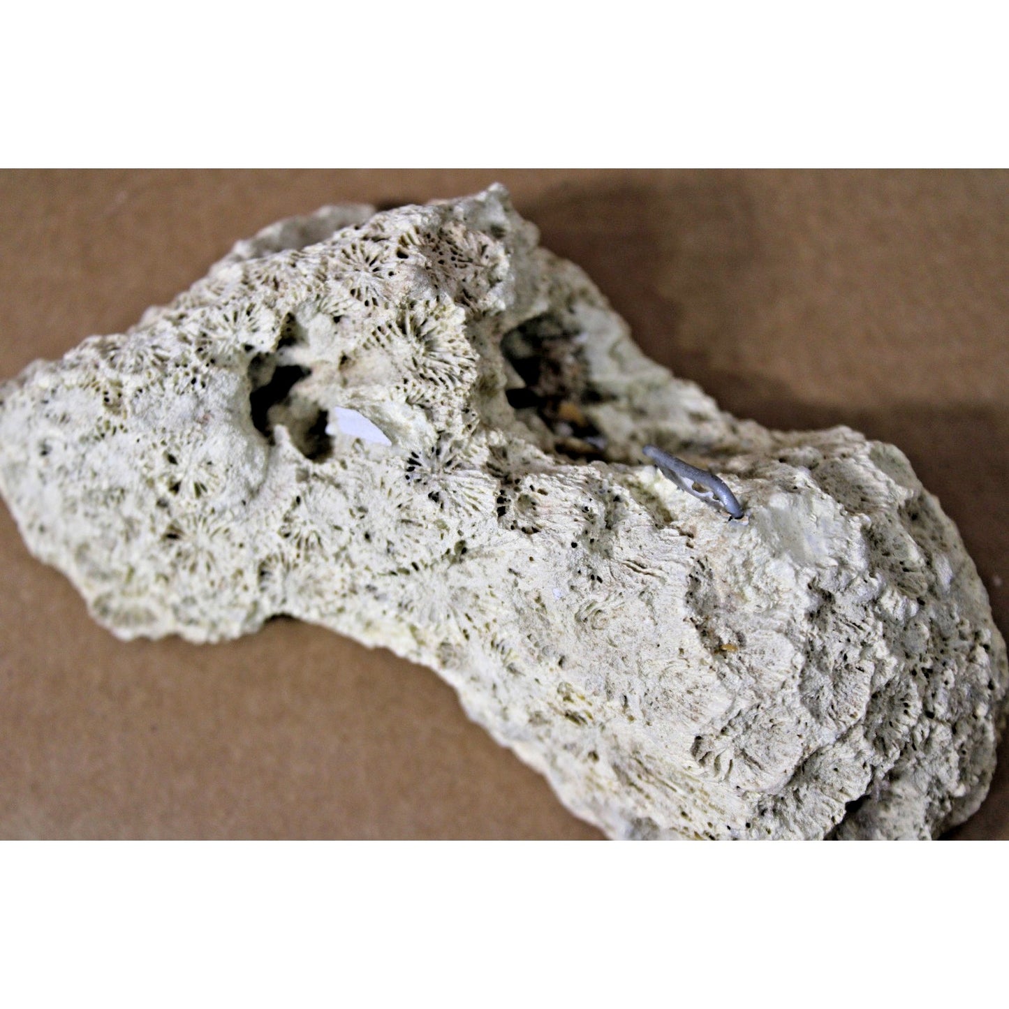 Fossilized Natural Coral Specimen with Captured Shell, 7.5 oz, 6" x 3" x 2"