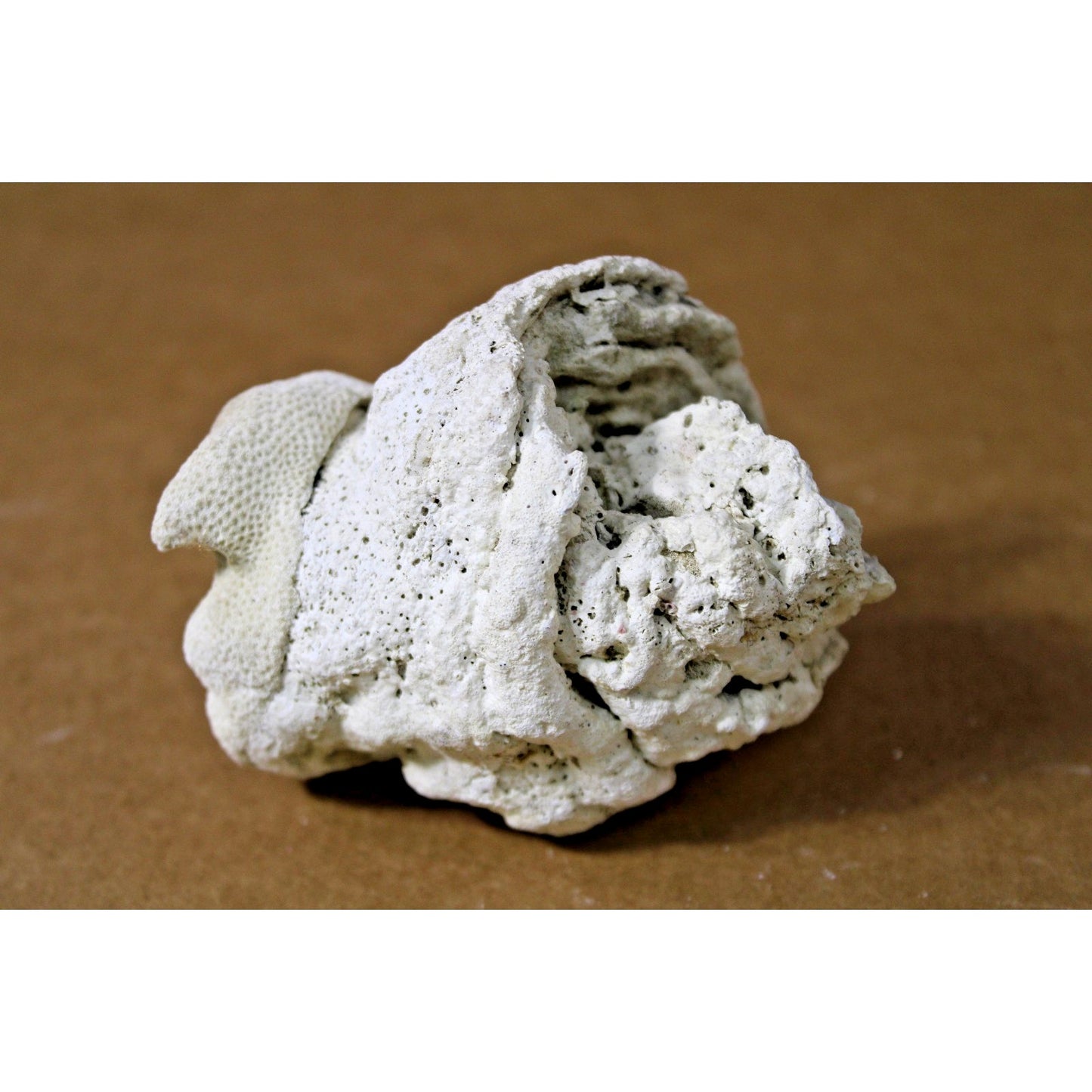 Fossilied Coral/ Shell Specimem, Layered Calcifications, 10 oz, 4" x 3.5" x 3.5"