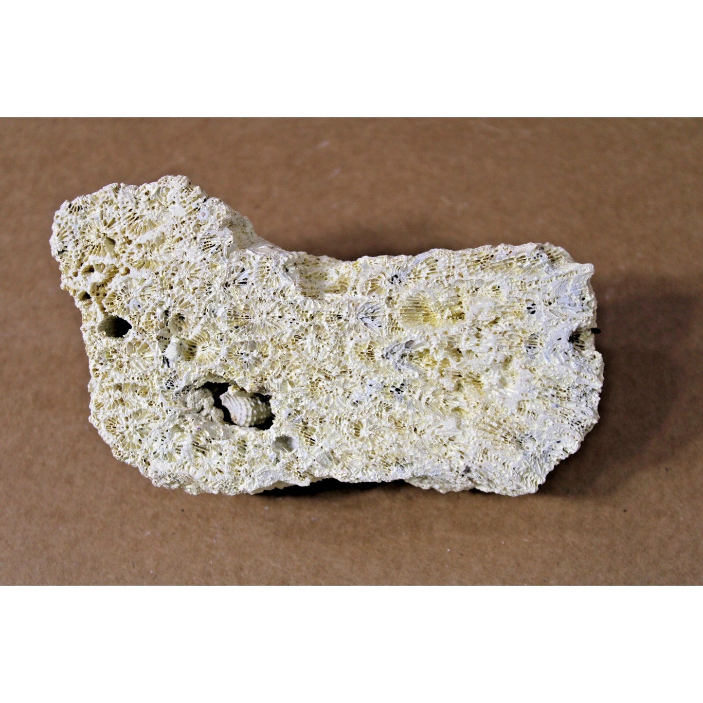 Fossilized Natural Coral Specimen with Captured Shell, 7.5 oz, 6" x 3" x 2"