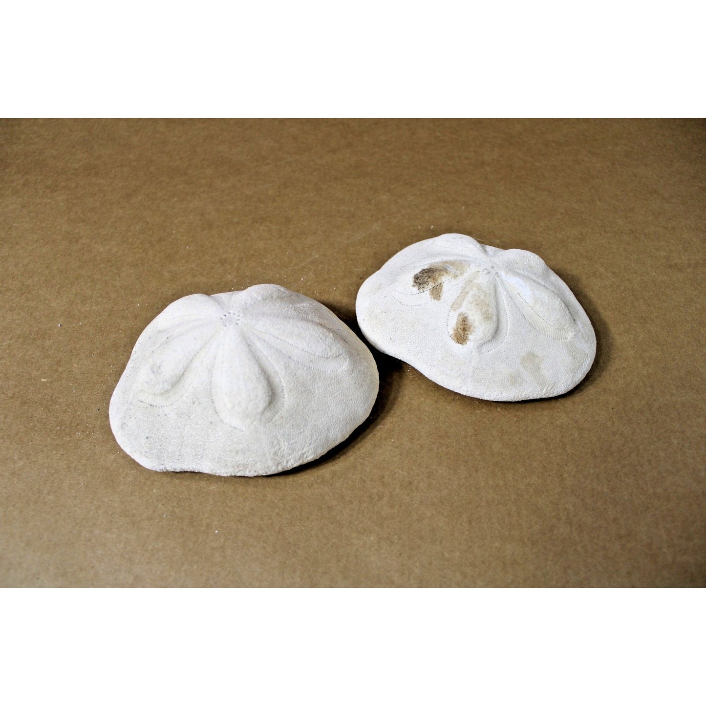 Two 5" x 4" x 2"h Sea Biscuit Shells, Coastal Decor, Curiosity Cabinet Display