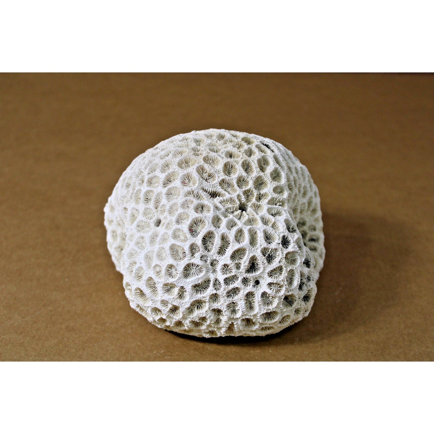 5.5" x 5.5" x 3.5" Natural Stony Coral Specimen, Curiosity Cabinet, Aquarium