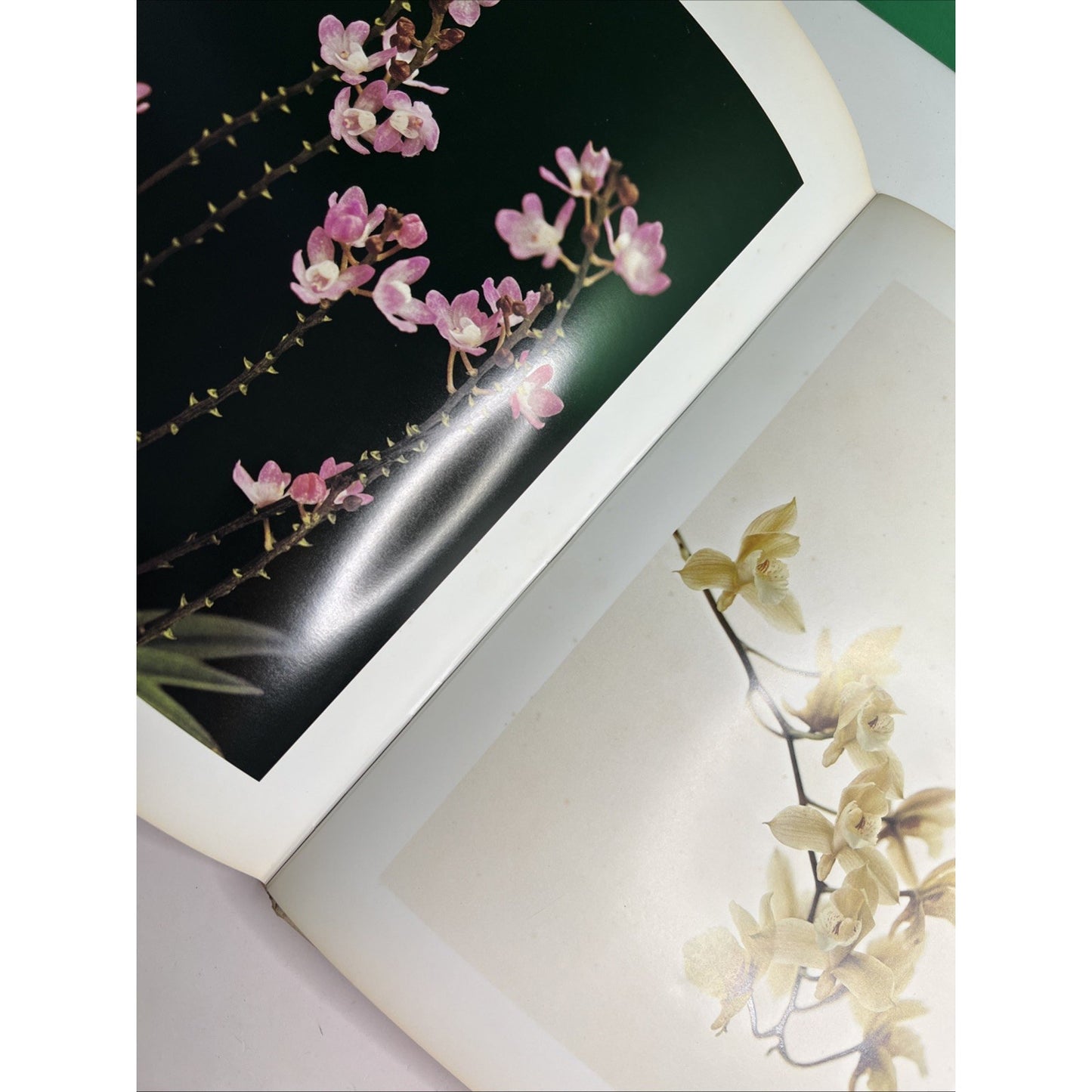The Orchid by P F Hunt Photos by T Kijima 1978 First Edition HC DJ