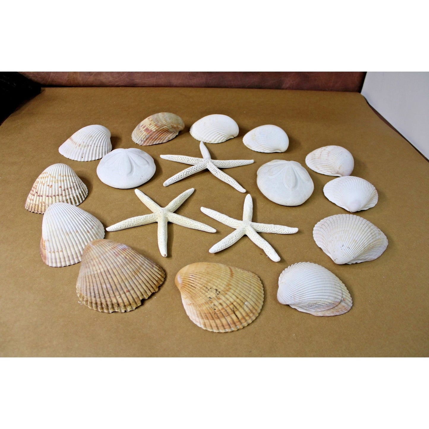 Lot of Sea Shells Starfish Large Size Nautical Coastal Decor Includes Hangers