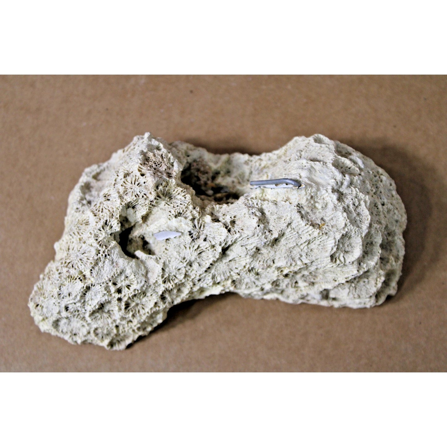 Fossilized Natural Coral Specimen with Captured Shell, 7.5 oz, 6" x 3" x 2"