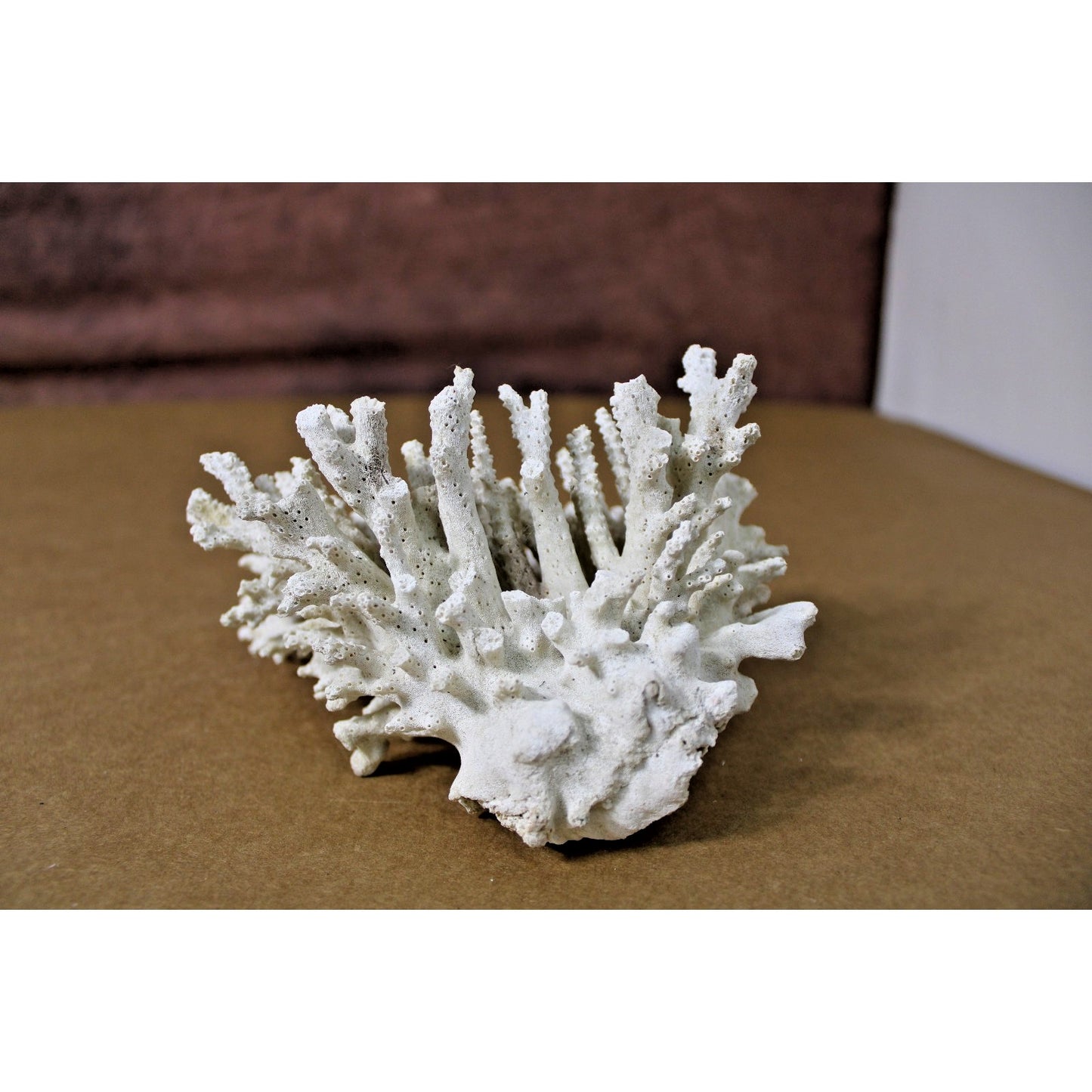 6" x 5" x 4" Natural White Coral Specimen, Branch Coral, 12.3 oz.