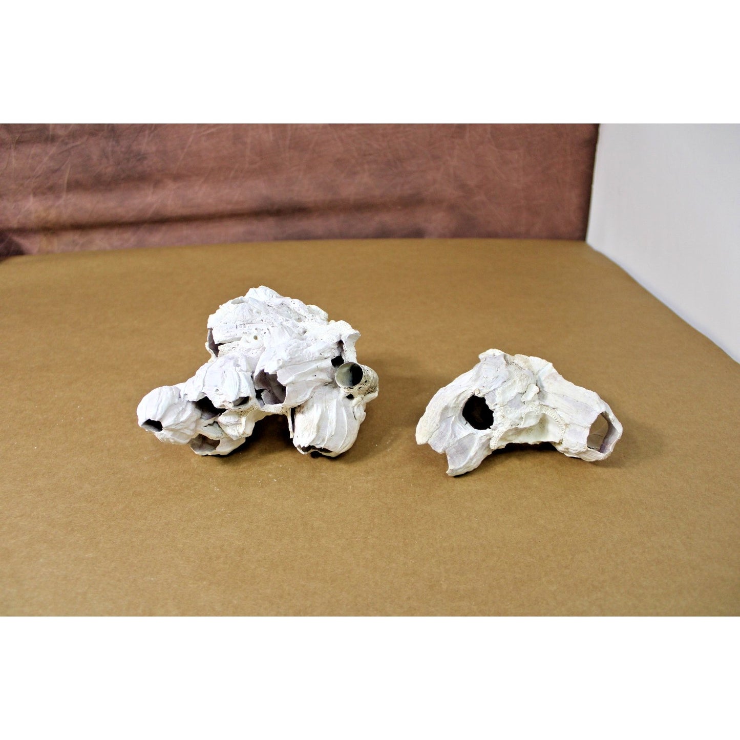 Two Natural Barnacle Clusters 4.5" to 5.5" each Coastal Decor, Curiosity Cabinet