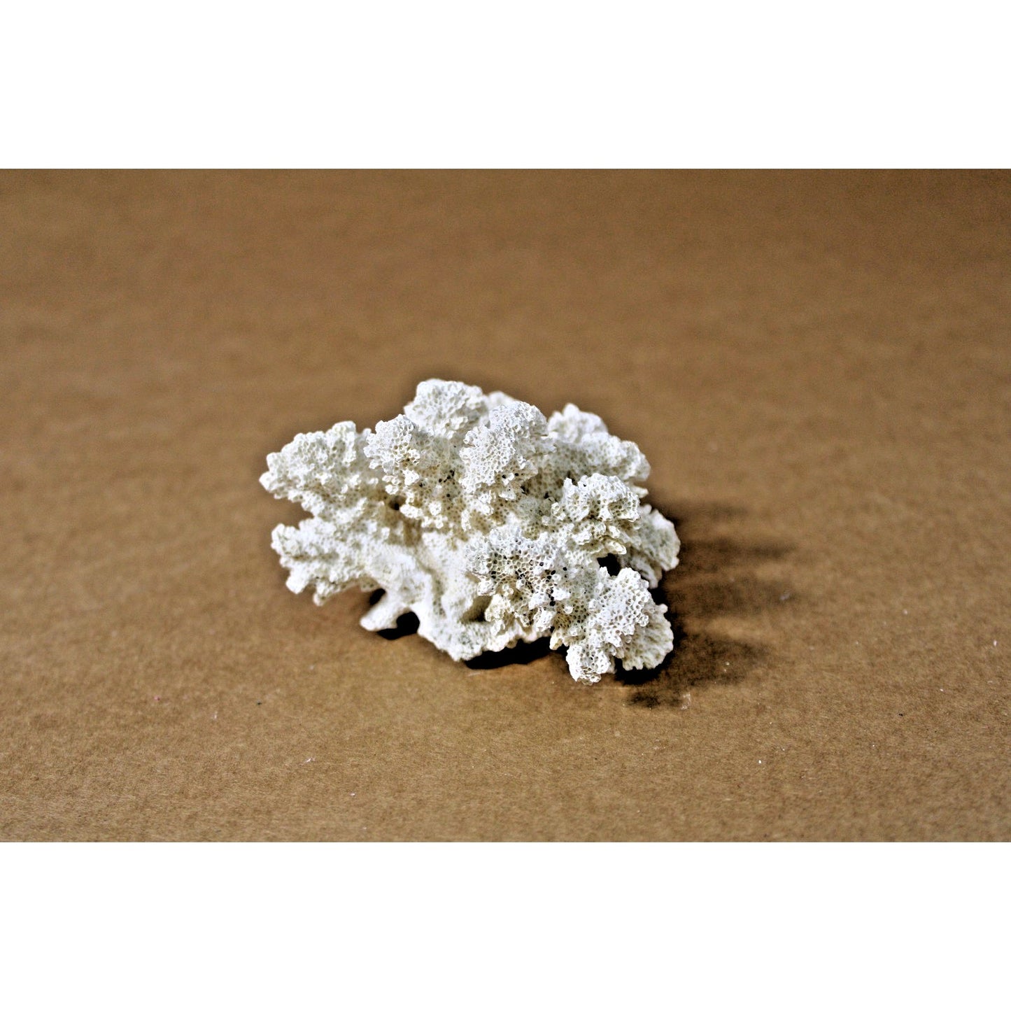 4" x 3" x 2.25" Natural White Coral Specimen, 4.3 oz. Coastal Decor, Curiousity