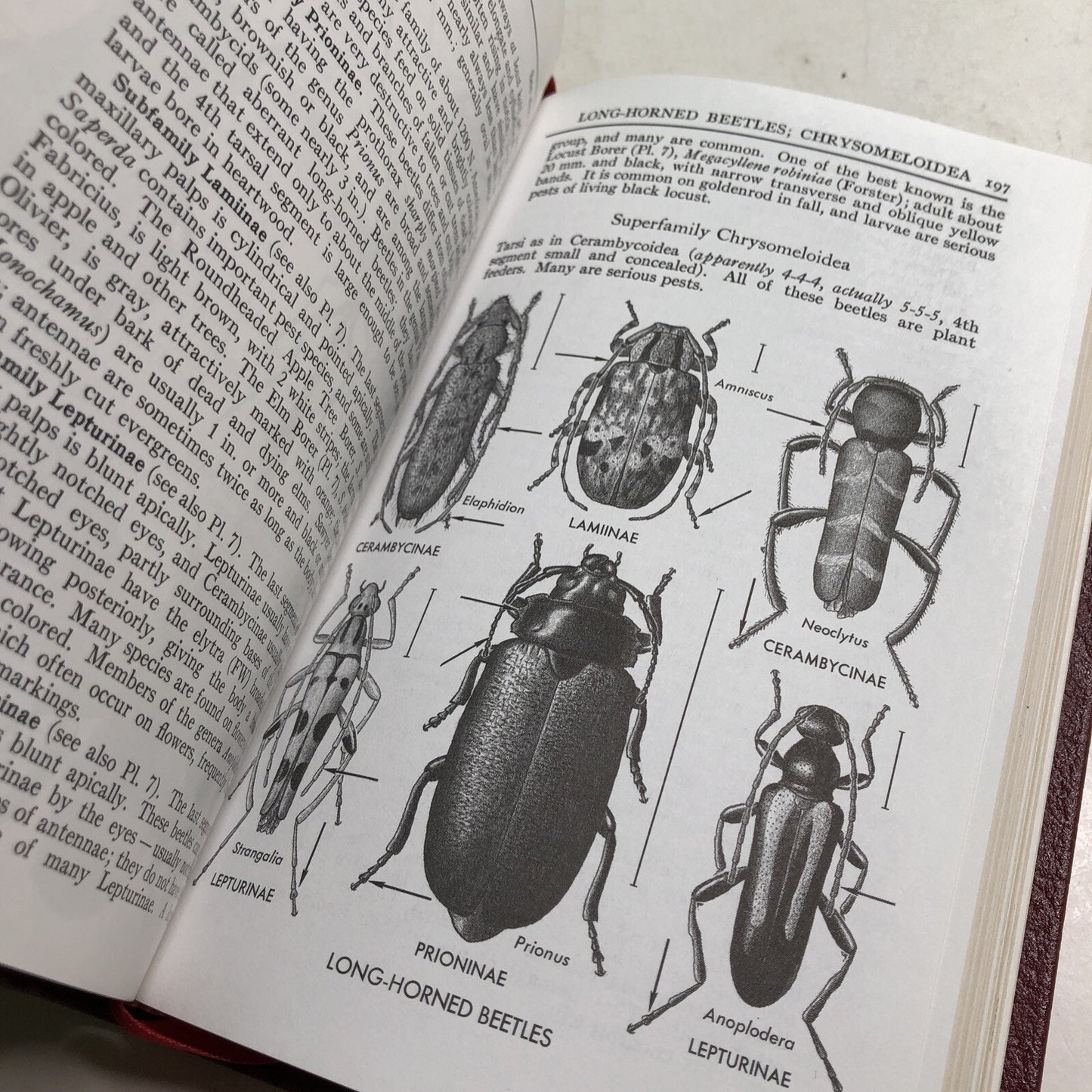 Roger Tory Peterson Field Guides: INSECTS HC Leather Bound Bookplate