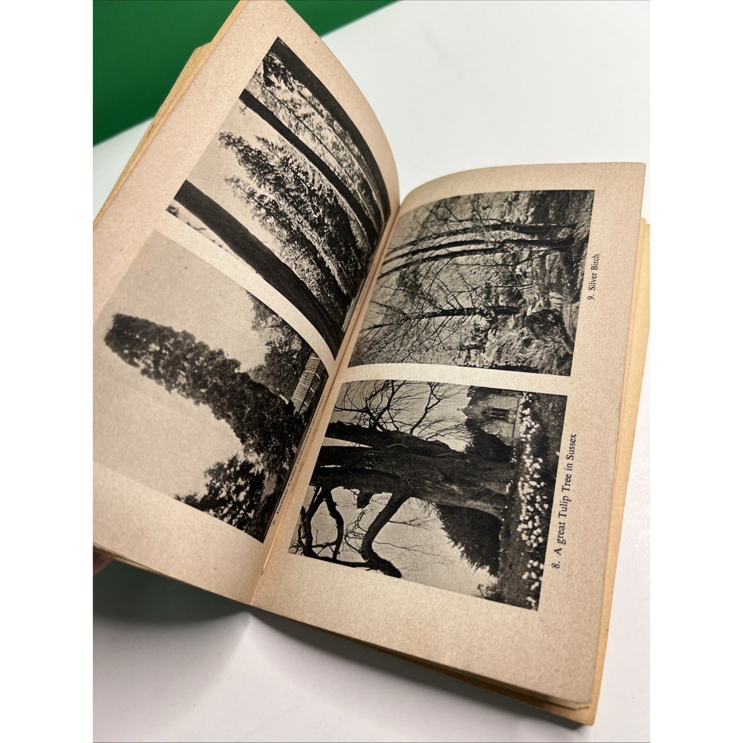 Trees and Shrubs 1951 PB by W. H. Rowe Illustrated