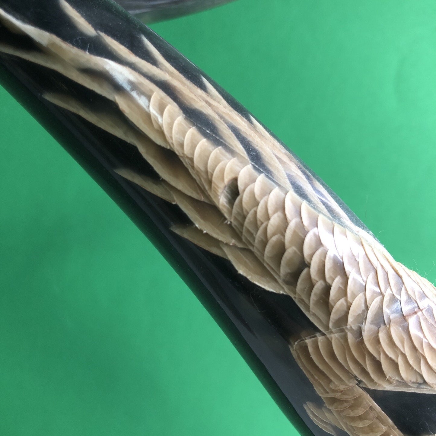 PAIR OF Large WATER BUFFALO HORNS CARVED WITH DRAGON & PHOENIX FENG SHUI