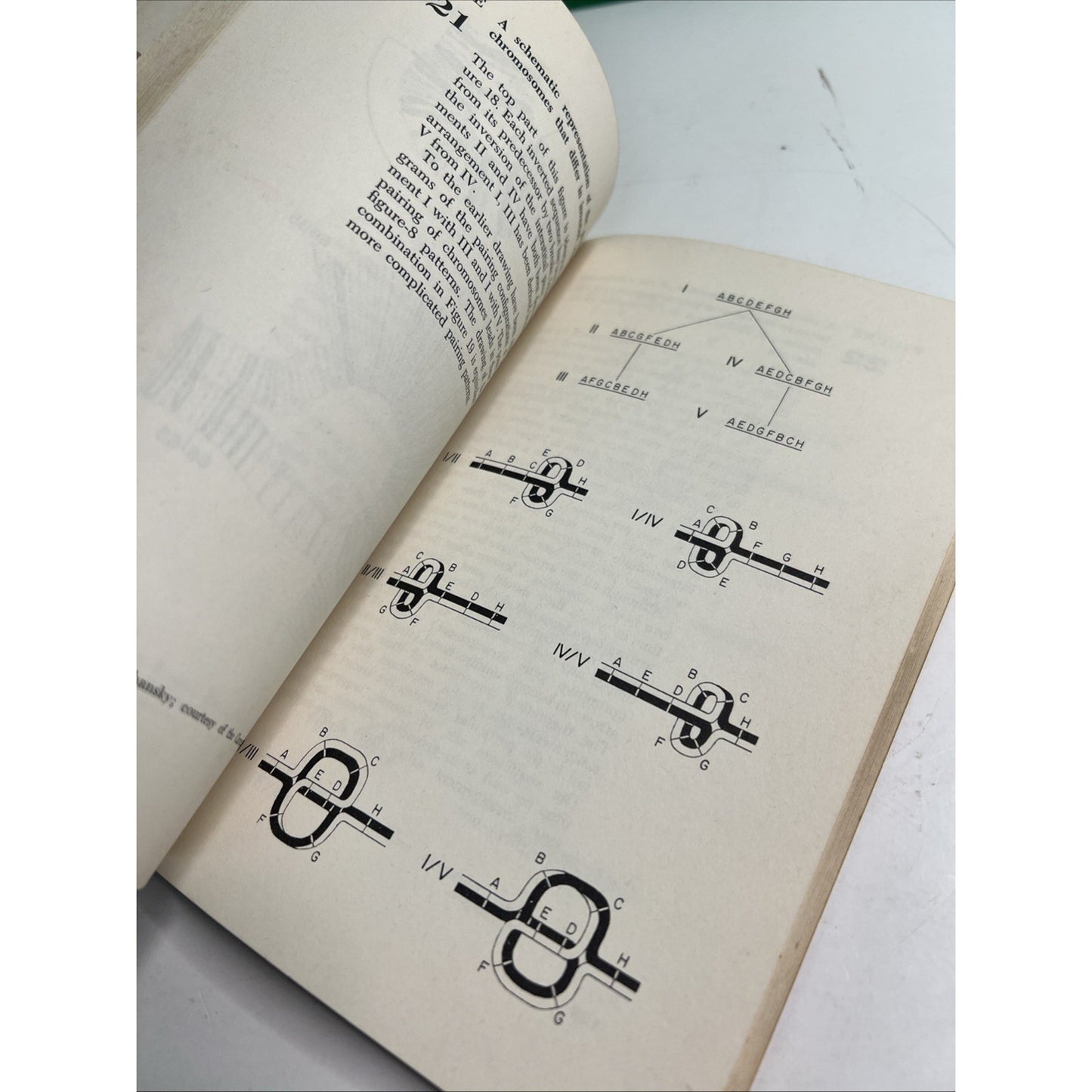 Chromosomes, Giant Molecules, and Evolution by Bruce Wallace 1966 PB 1st Edit.
