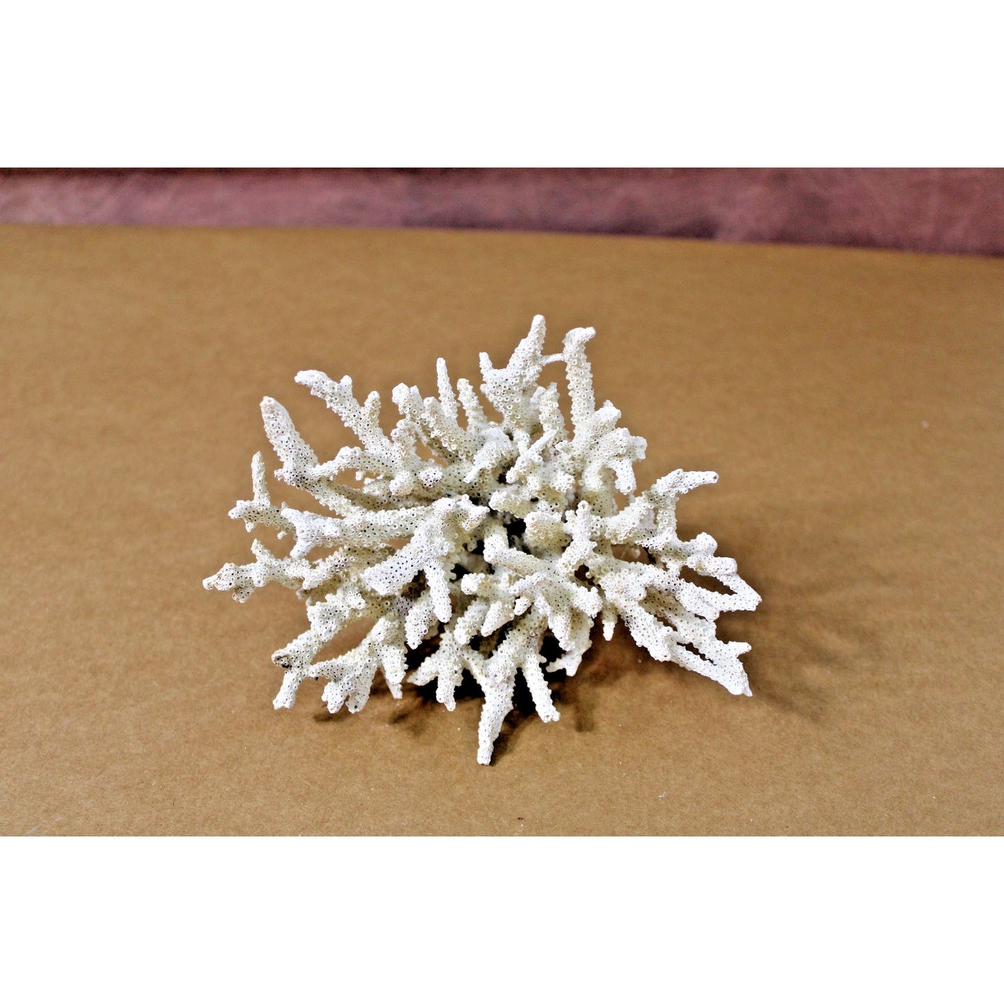 7" x 5.5" x 4.25" Natural Branch Coral Specimen, 9.5 oz, Curiosity Cabinet
