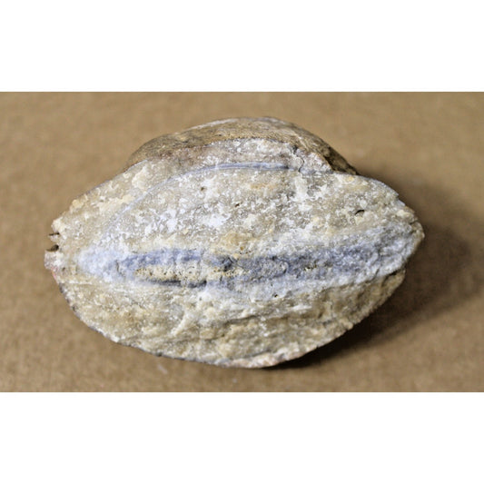 Fossilized Clam/ Mollusk, 10 oz, 3" x 3" x 2.5", Curiosity Cabinet, STEM Display