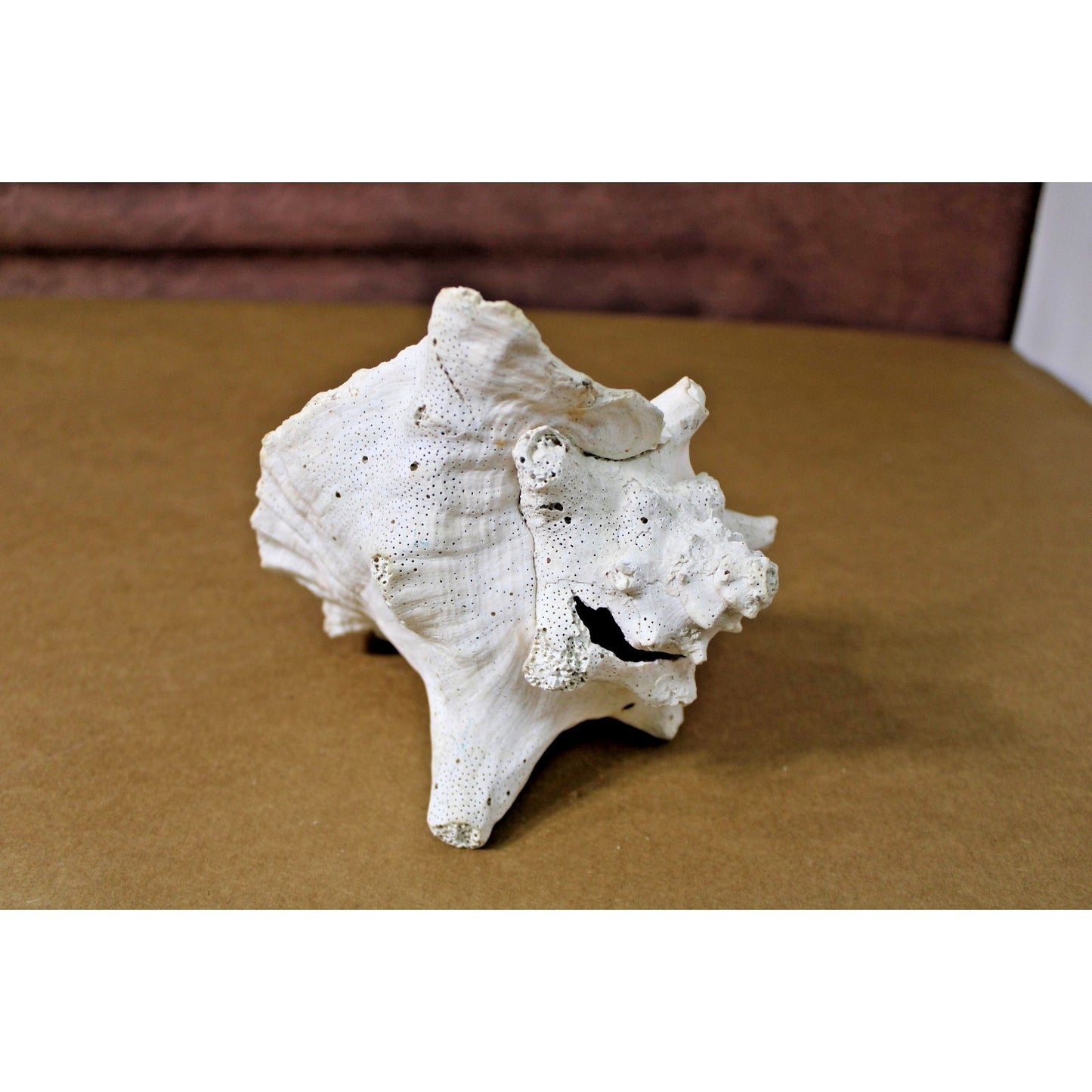 Large Natural 7" x 6" x 6" Conch Shell, Coastal Decor, Fossil Specimen, Coral