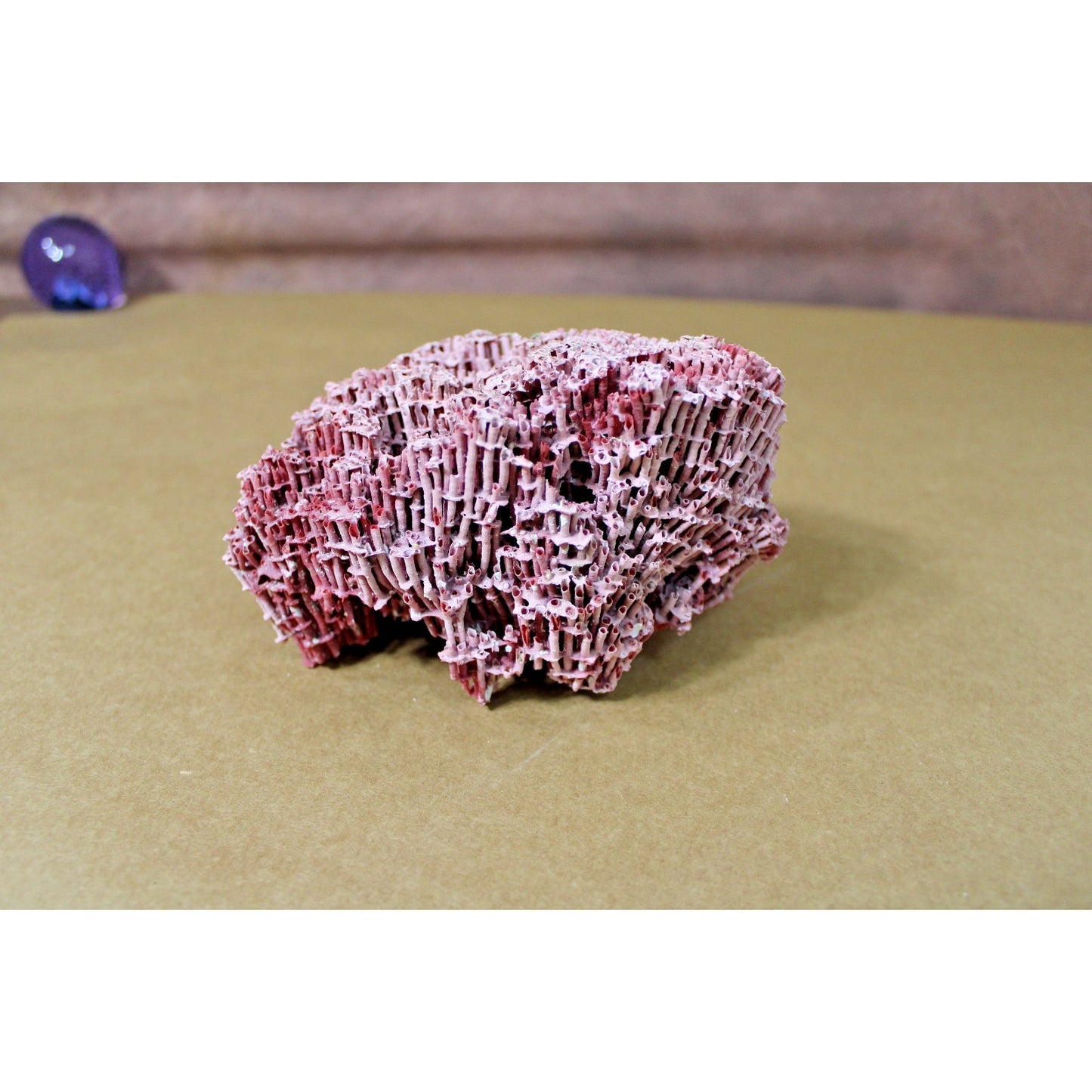 6" x 4.25" x 3.5" Natural Red Pipe Organ Coral Specimen, 7.5 oz