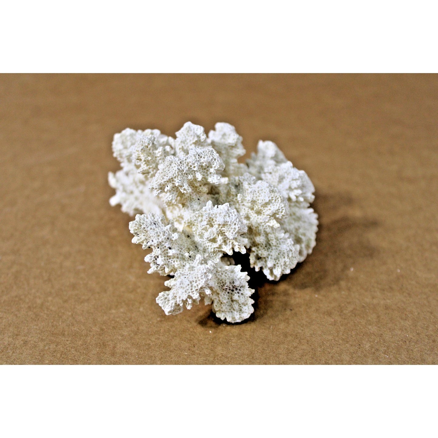 4" x 3" x 2.25" Natural White Coral Specimen, 4.3 oz. Coastal Decor, Curiousity