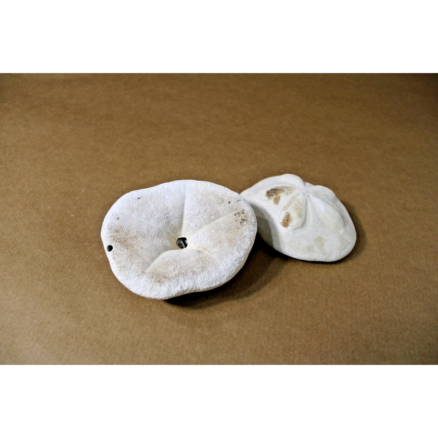 Two 5" x 4" x 2"h Sea Biscuit Shells, Coastal Decor, Curiosity Cabinet Display