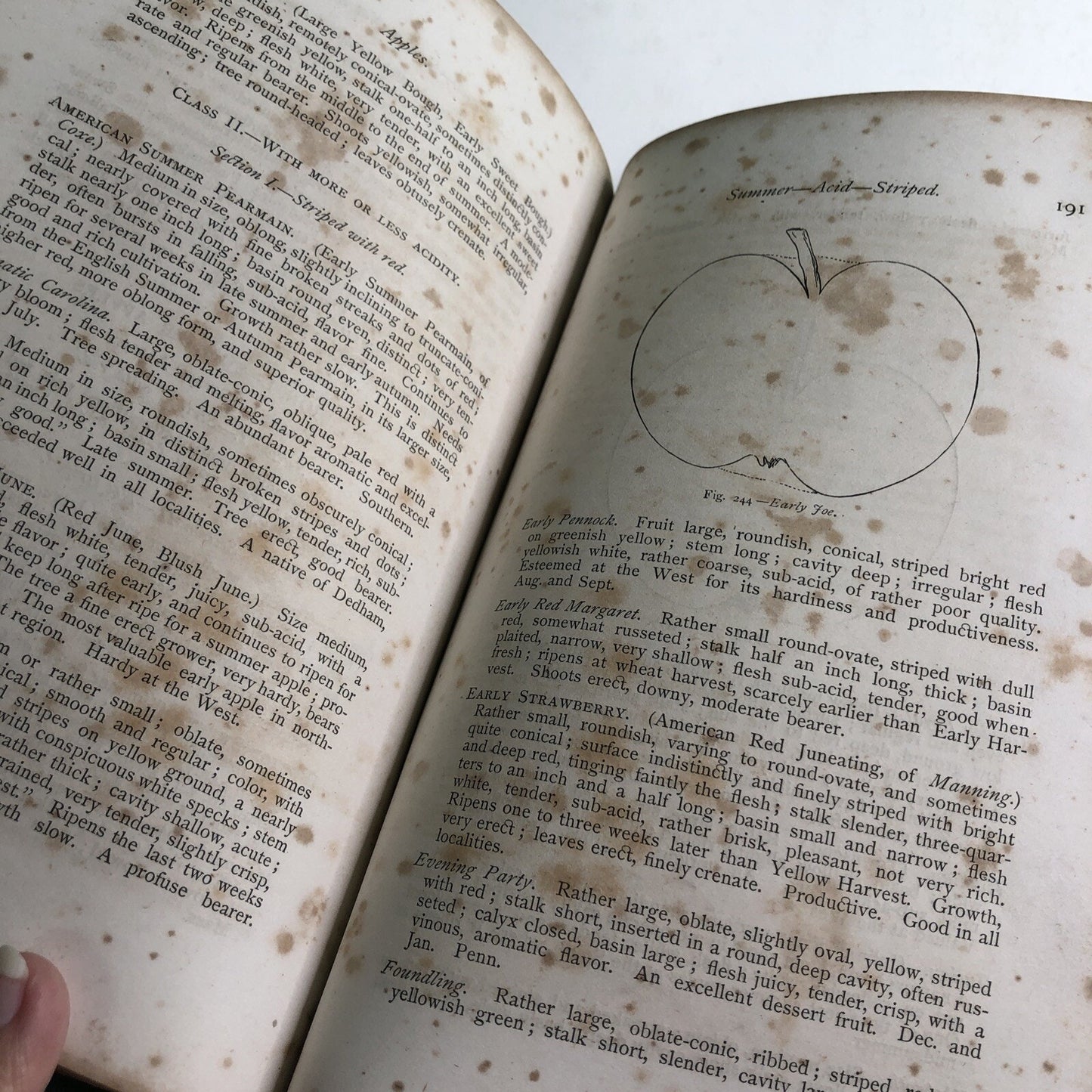 1867 The American Fruit Futurist by John J. Thomas HC Illustrated Propagation