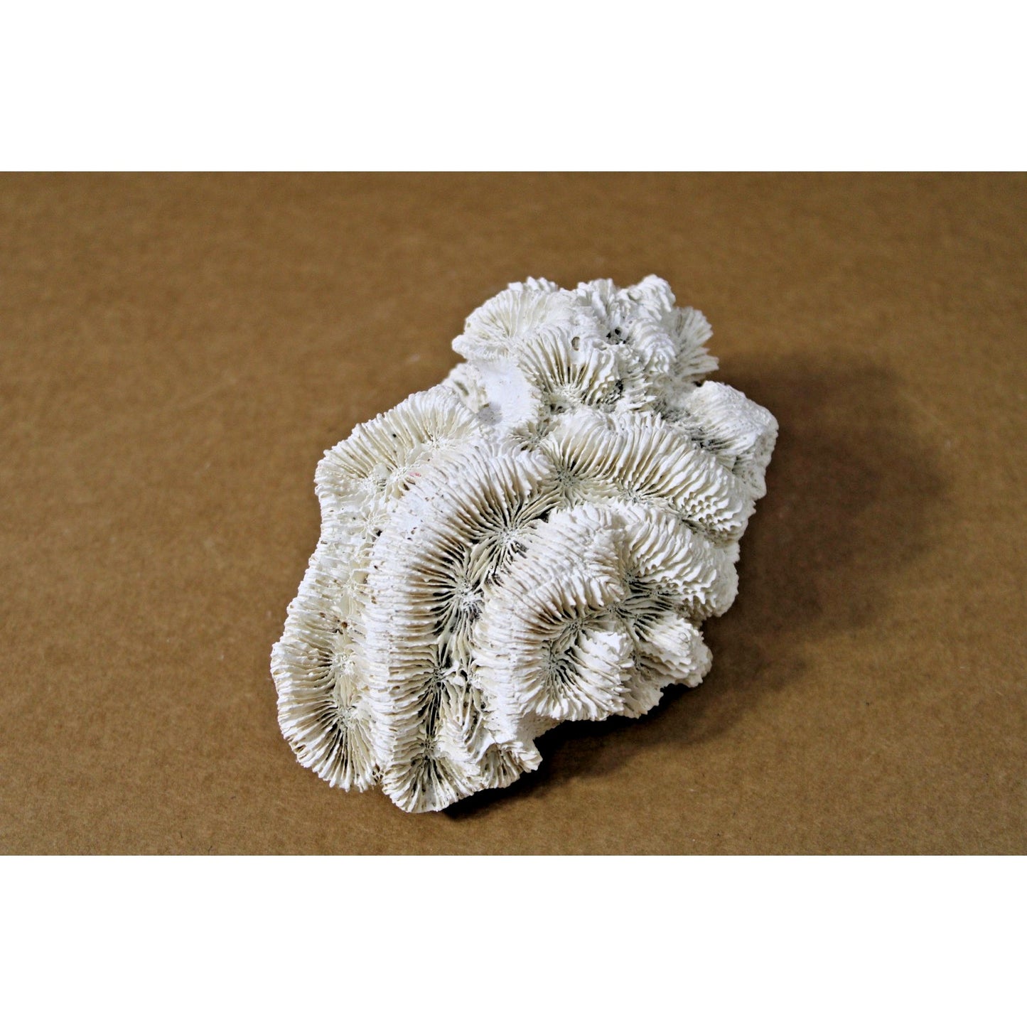 Natural Fossilized Rose Coral Specimen, 10 oz, 6" x 4.5" x 3"