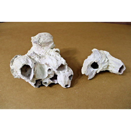 Two Natural Barnacle Clusters 4" to 6" each Slight Purple Banding, Coastal Decor