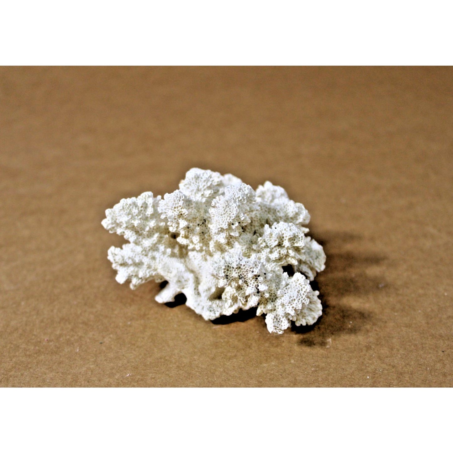 4" x 3" x 2.25" Natural White Coral Specimen, 4.3 oz. Coastal Decor, Curiousity