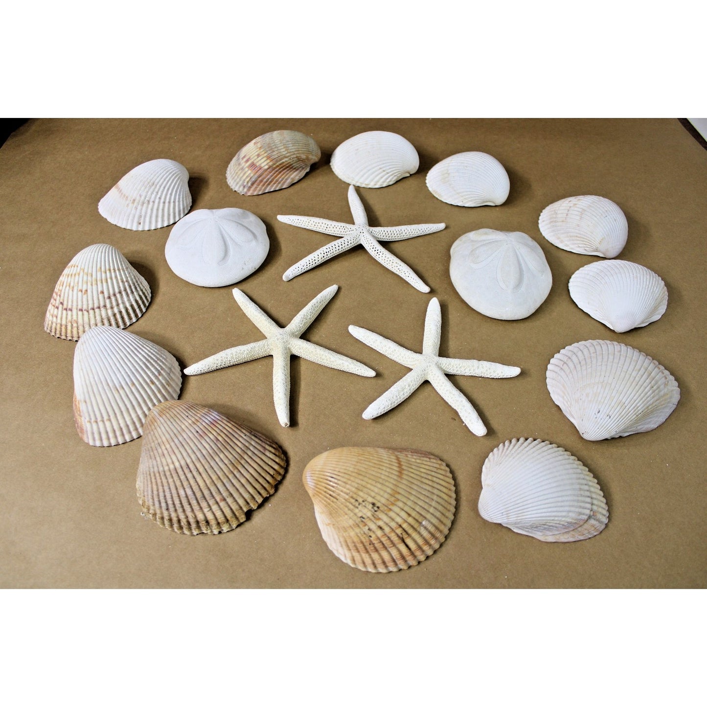 Lot of Sea Shells Starfish Large Size Nautical Coastal Decor Includes Hangers
