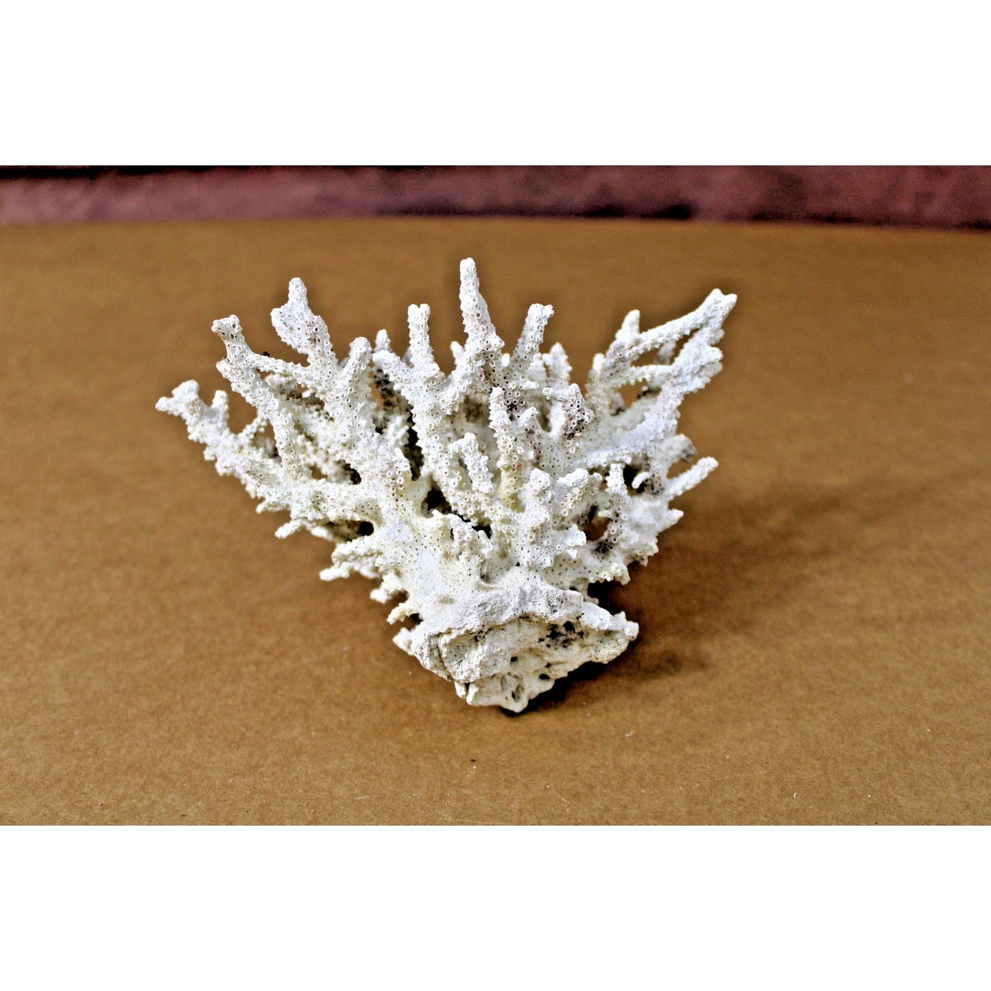 7" x 5.5" x 4.25" Natural Branch Coral Specimen, 9.5 oz, Curiosity Cabinet
