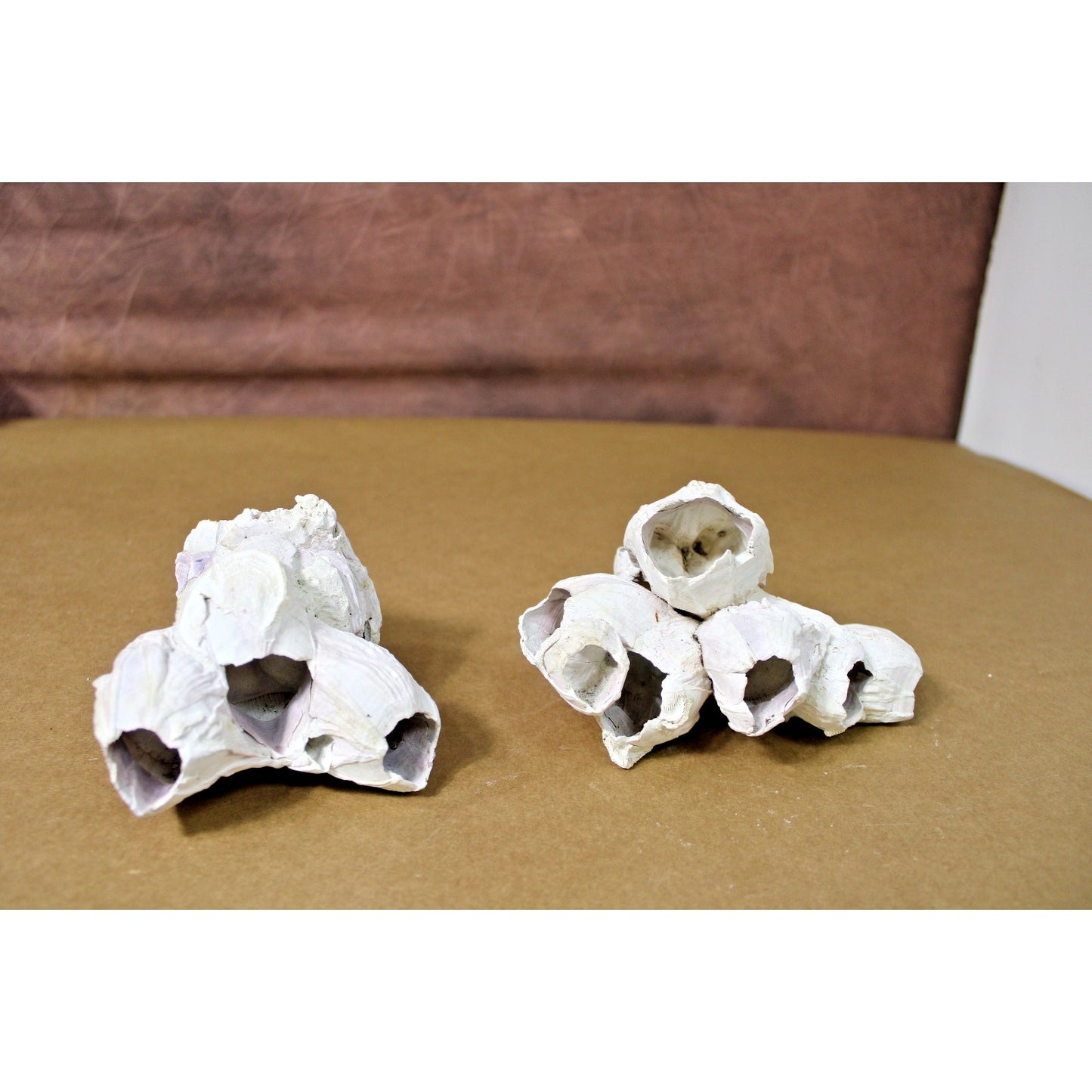 Two Natural Barnacle Clusters 4.5" to 5.5" each Coastal Decor, Curiosity Cabinet