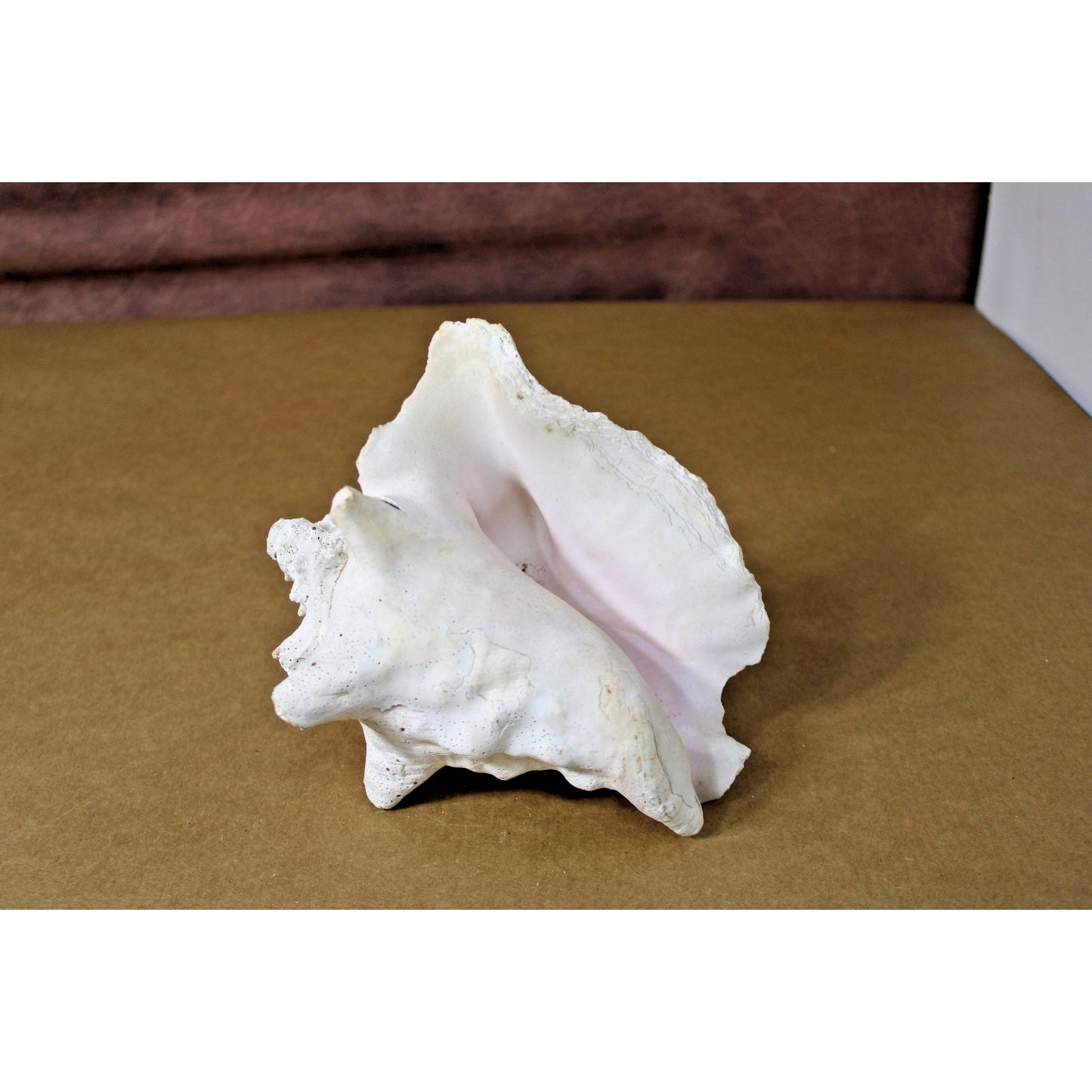 Large Natural 7" x 6" x 6" Conch Shell, Coastal Decor, Fossil Specimen, Coral