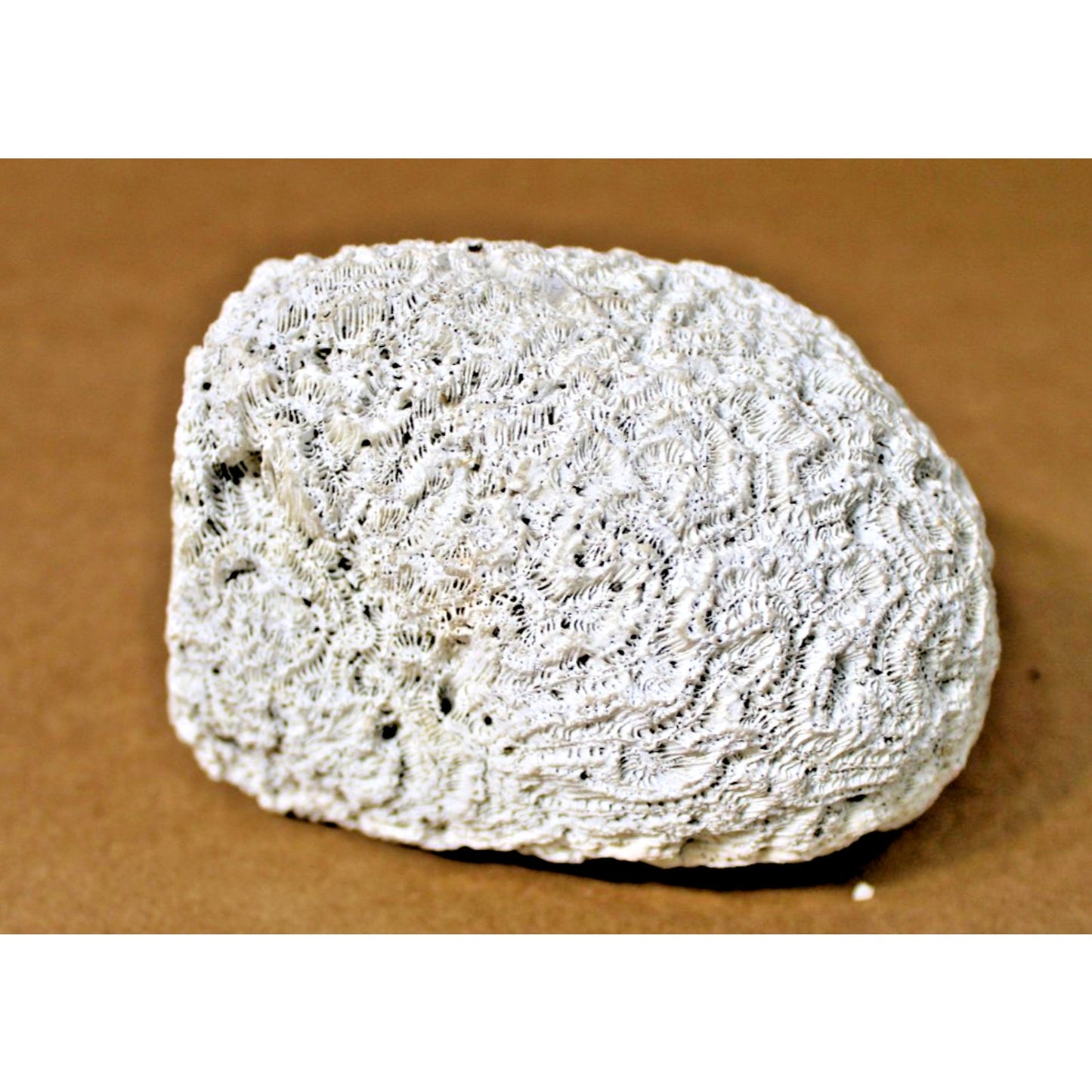 Fossilized Natural Brain Coral Specimen, 5.5" x 4: x 3.75", 2 lb. 3.4 oz.
