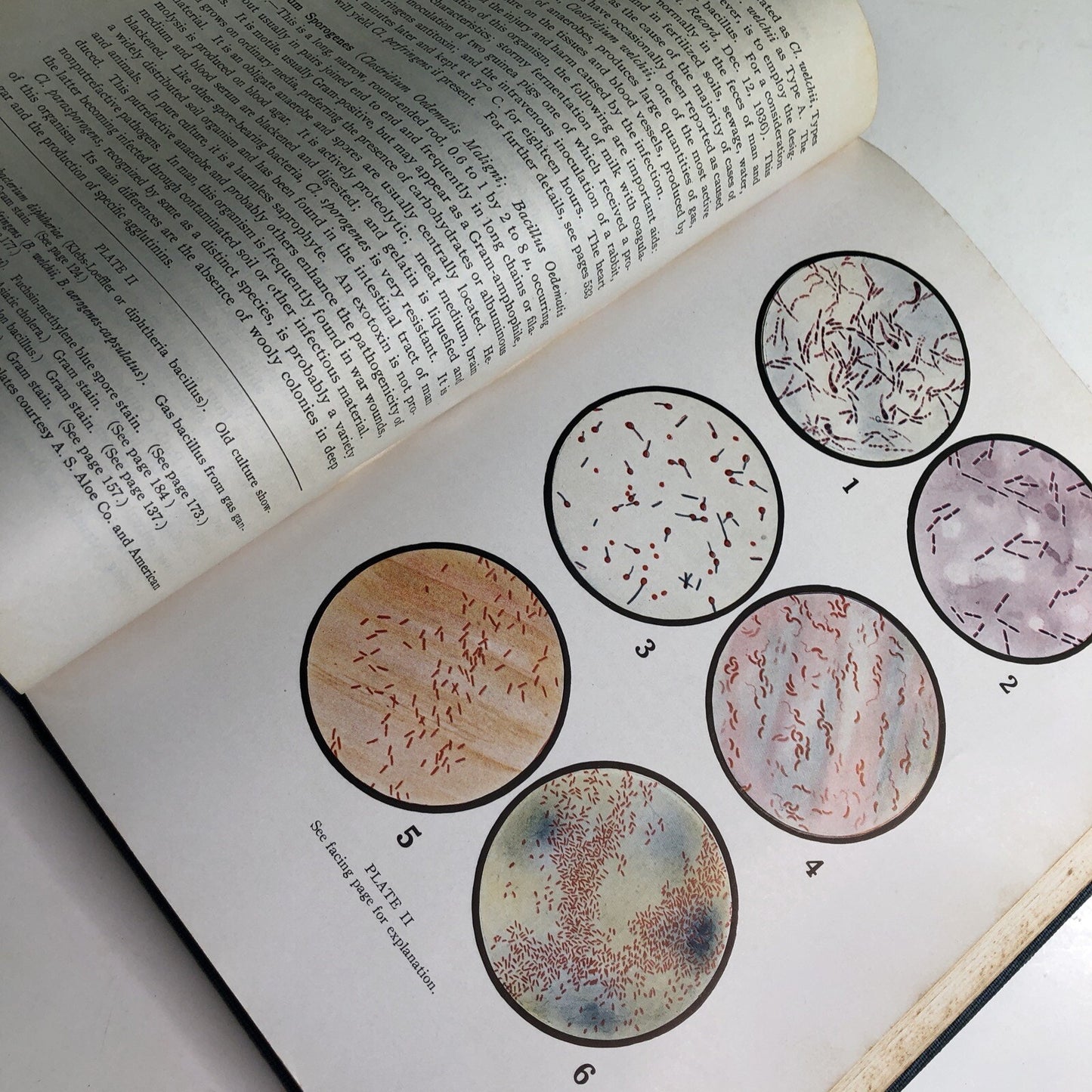 1947 Bacteriology And Allied Subjects By Louis Gershenfeld 2nd Printing HC Illus