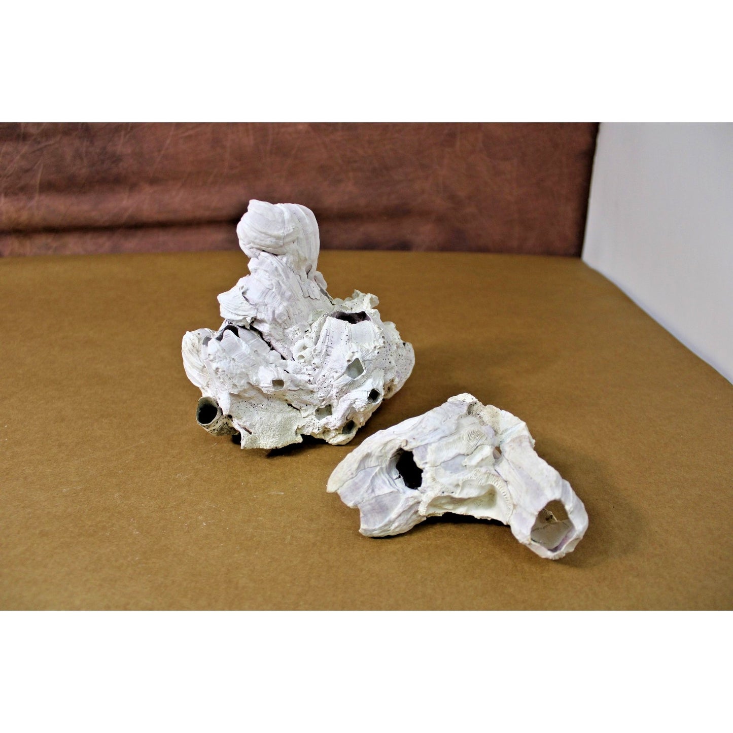 Two Natural Barnacle Clusters 4" to 6" each Slight Purple Banding, Coastal Decor