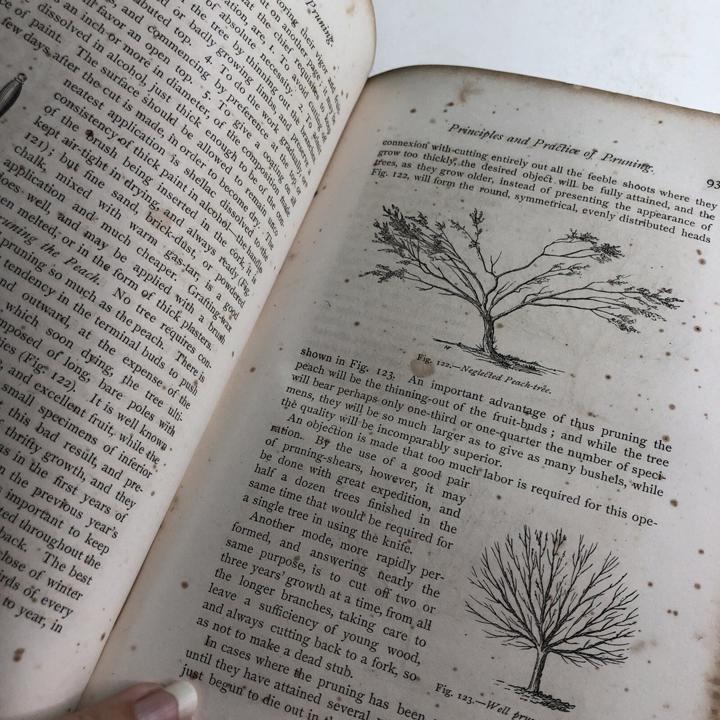 1867 The American Fruit Futurist by John J. Thomas HC Illustrated Propagation