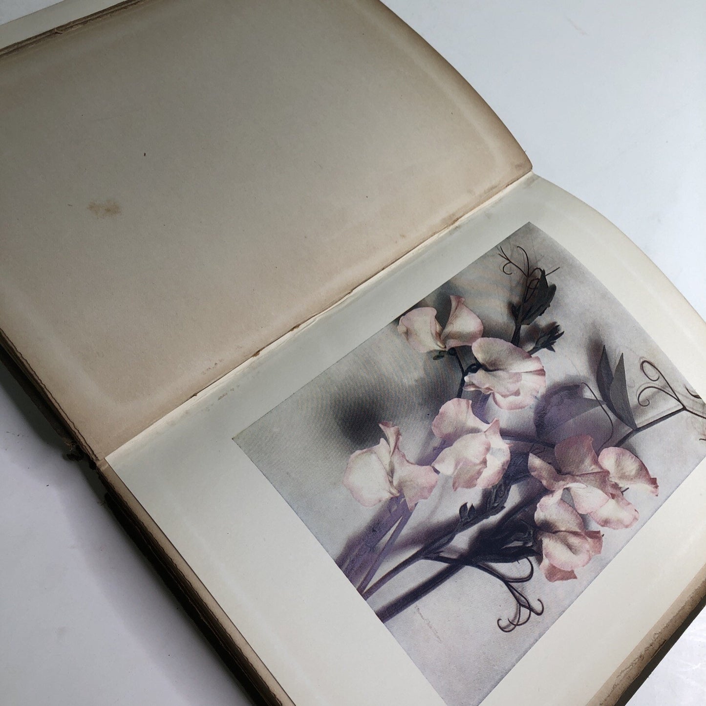1910 Sweet Peas by Horace J. Wright Hardcover Color Plates