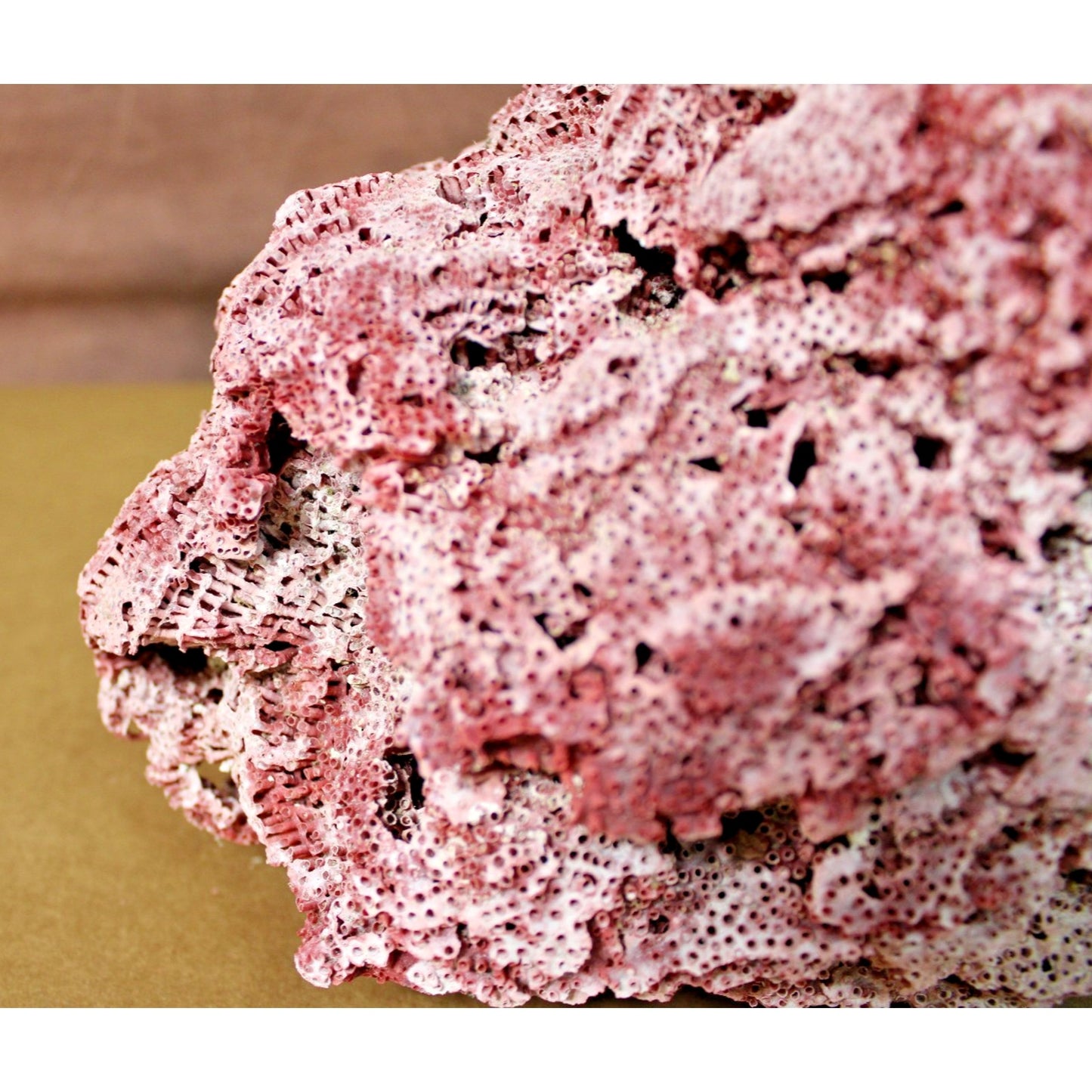 Large 9.5" x 7" x 6" Natural Red Pipe Organ Coral Specimen, 3lb 13oz