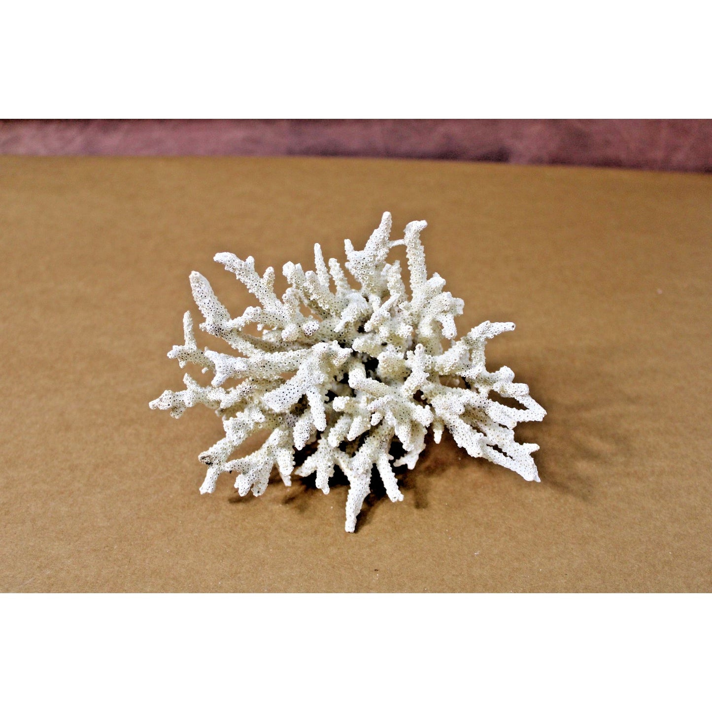 7" x 5.5" x 4.25" Natural Branch Coral Specimen, 9.5 oz, Curiosity Cabinet