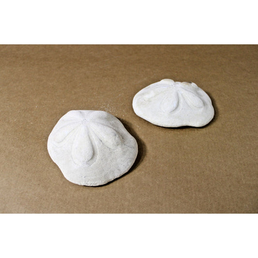 Two 5" x 4" x 2"h Sea Biscuit Shells, Coastal Decor, Curiosity Cabinet Display