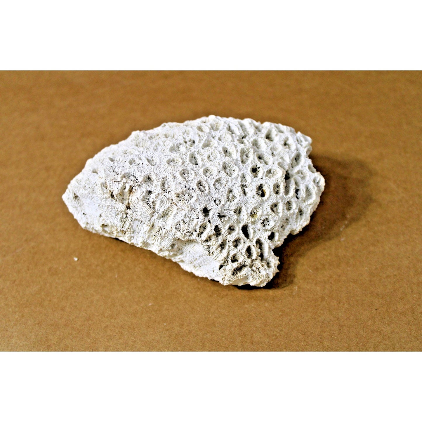 5.5" x 4.25" x 2.5" Stony Coral Specimen, Science Nerd, Dark Academia Decor