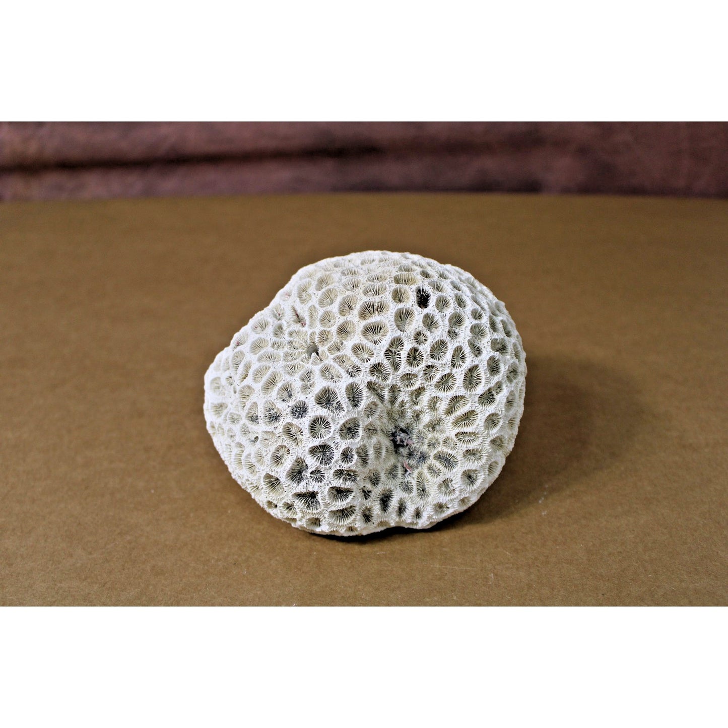 5.5" x 5.5" x 3.5" Natural Stony Coral Specimen, Curiosity Cabinet, Aquarium