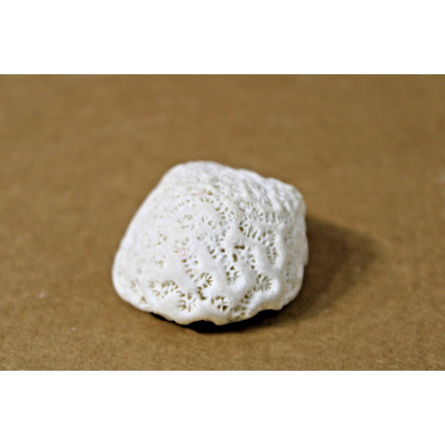 Small Brain Coral Specimen, 2" x 1.75" x 1.25", Coastal Decor, Curiosity Cabinet